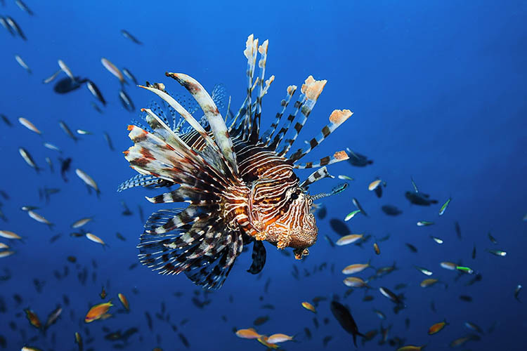 Photo of an invasive florida lionfish.