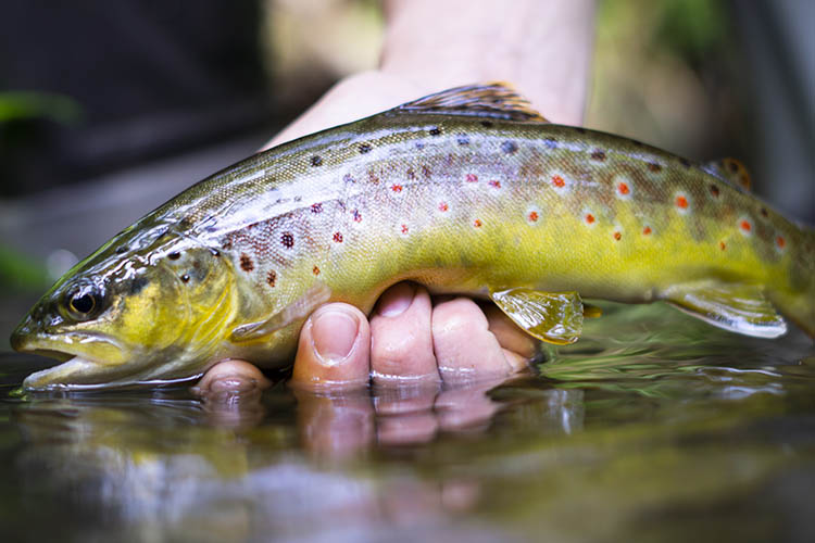Brown trout in man's hand.