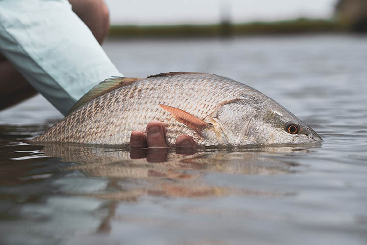 Redfish in man's hand.