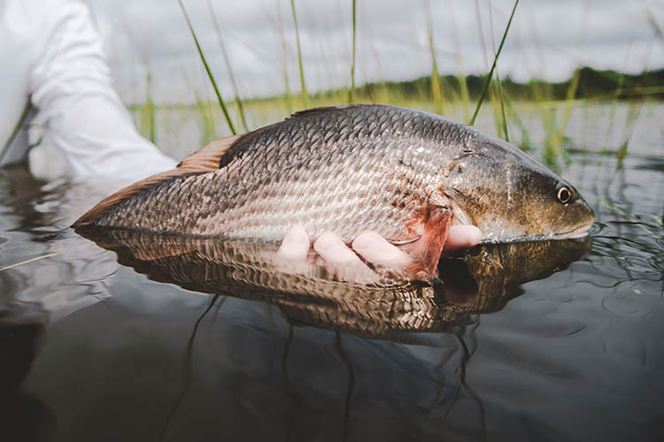 Redfish in man's hand.