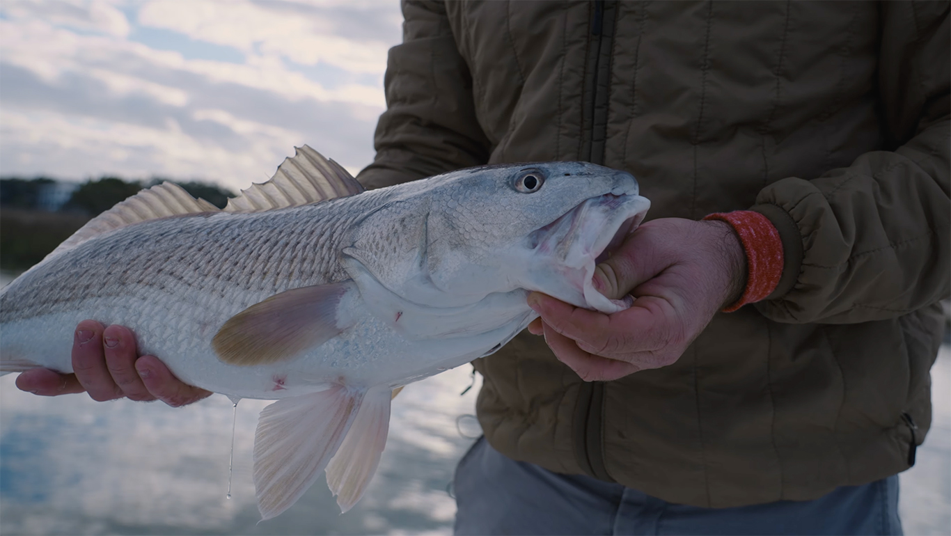 Cover image for the post Wintertime In Charleston - Winter Redfish - "The Sportsman Experience" - Episode 2