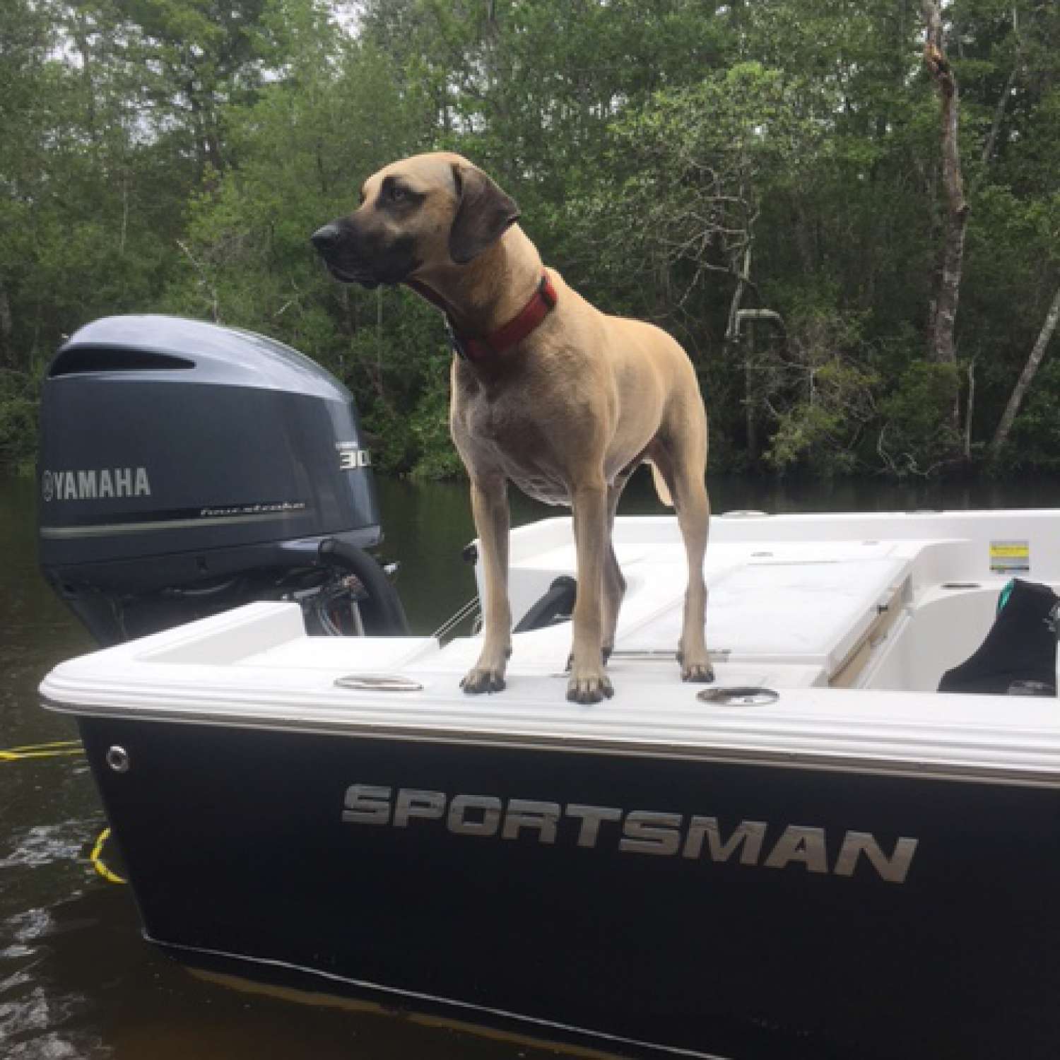 Mack, Ladner Yellow Black mouth Cur on Dog River
