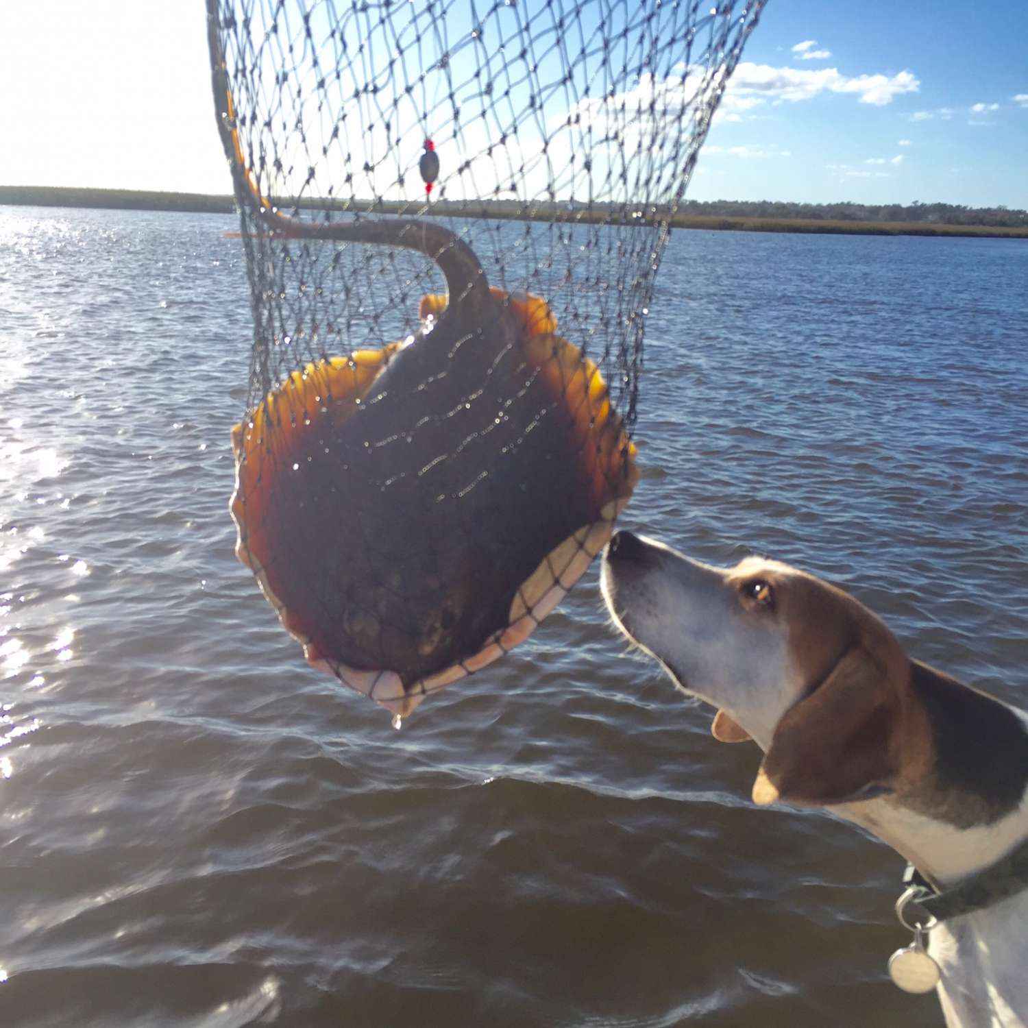 Topsail Sound at Topsail Beach, NC....This ray got caught on a line and the foxhound "Dixie" co...