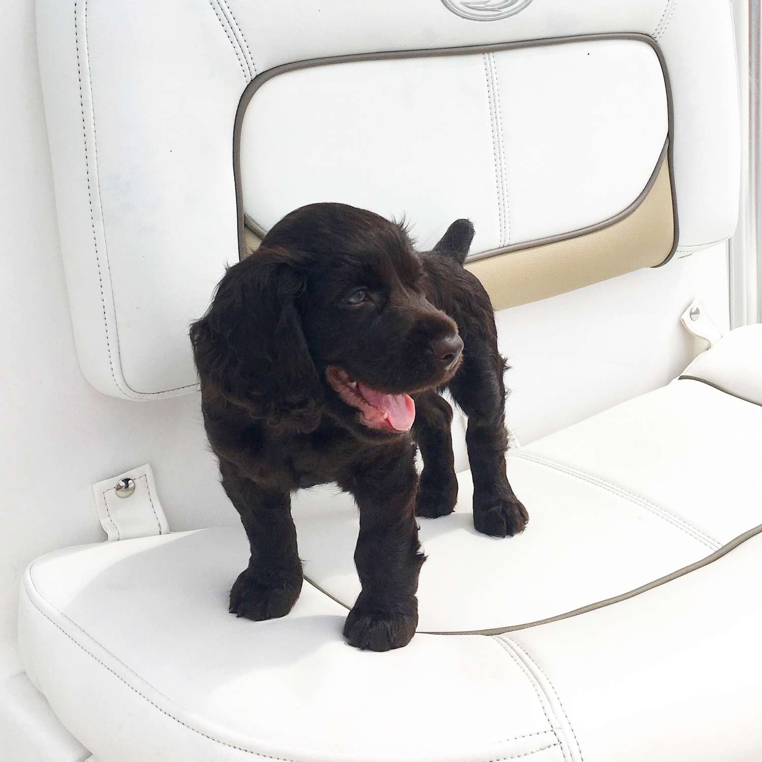 My photo was taken while out fishing in the Pamlico Sound. This was our Boykin Spaniel Coy's first boat ride.