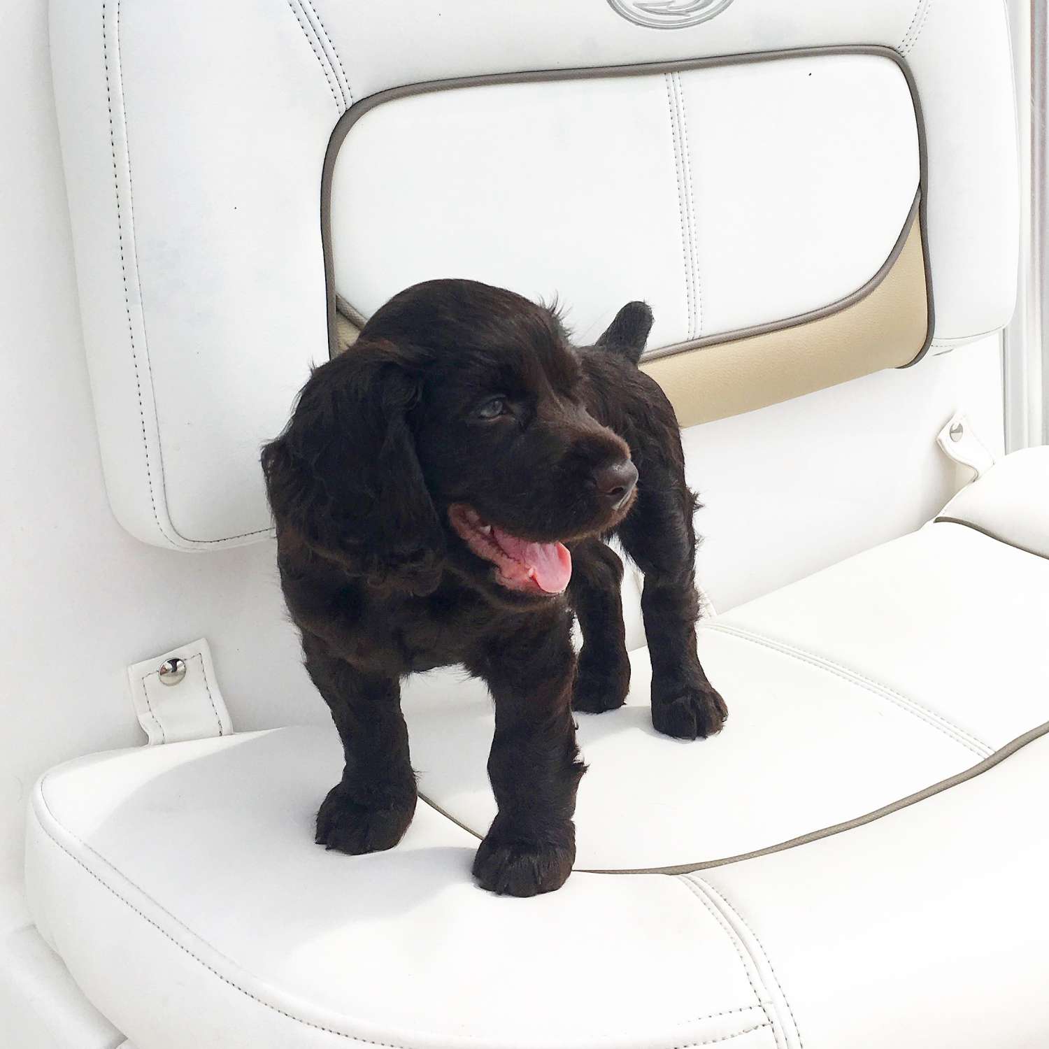 My photo was taken while out fishing in the Pamlico Sound. This was our Boykin Spaniel Coy's fi...