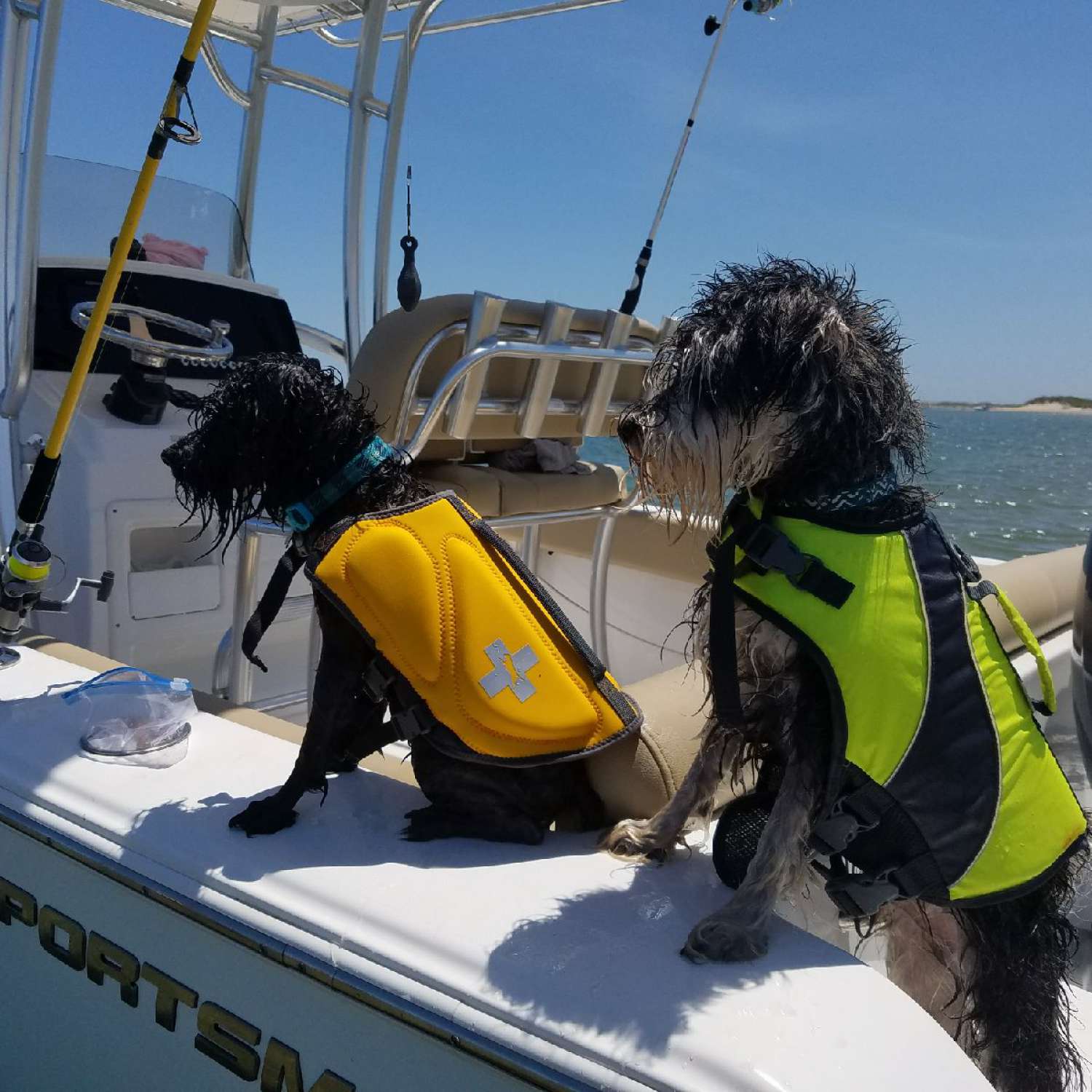 Photo was taken anchored out at the hook of Cape Lookout, NC.  Our schnauzers love  the water and the boat...