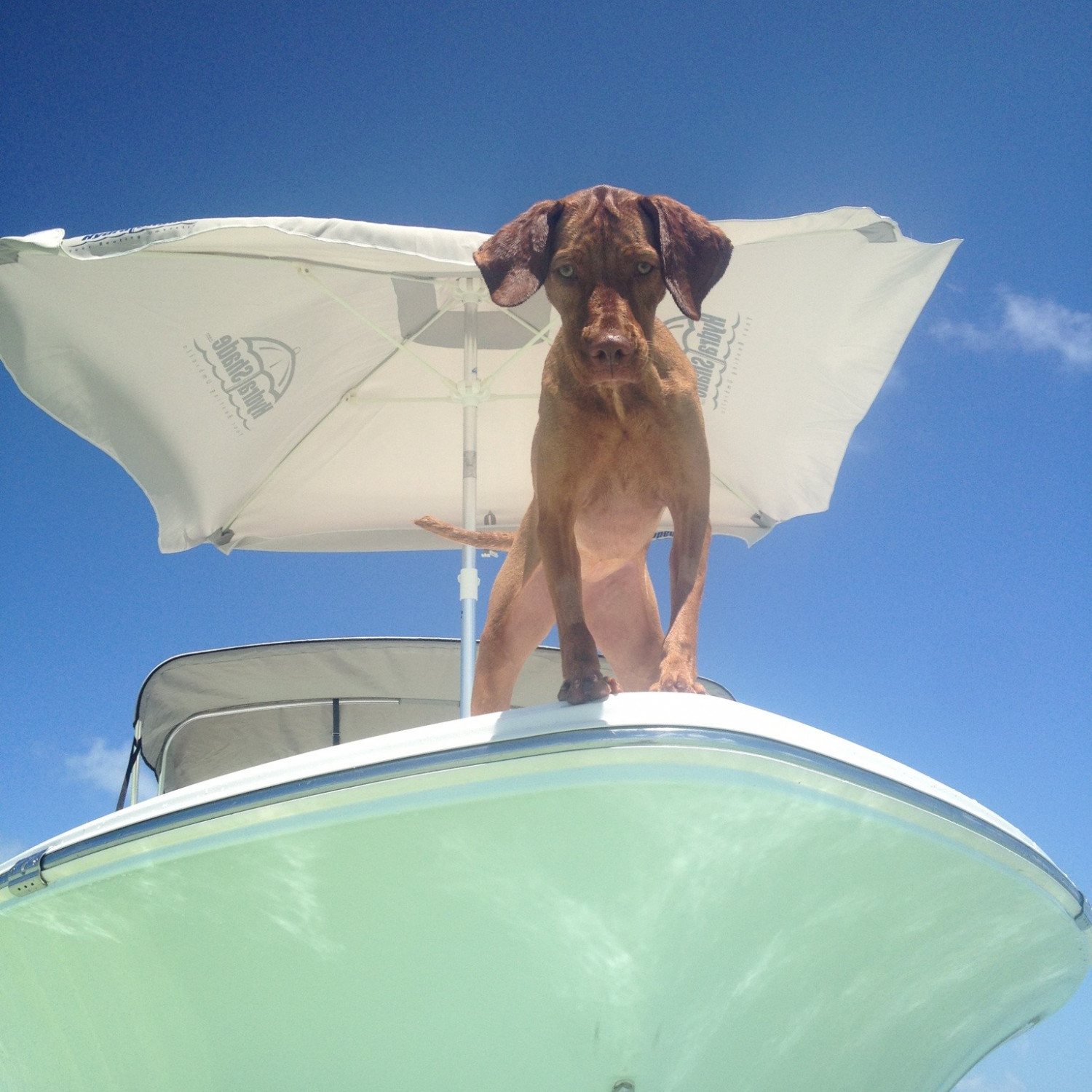 I think our dog likes this boat and going to the sand bar in it as much as we do.