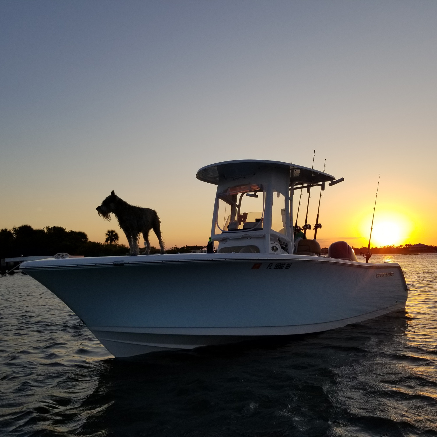 Lady Isabella, our Standard Schnauzer, enjoying the sunset aboard 'Reel Love'.