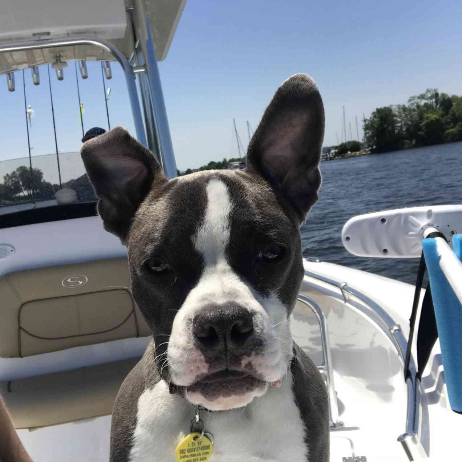 A little fishing and a little cruising with the wife and two dogs.  This puppy was the curious...