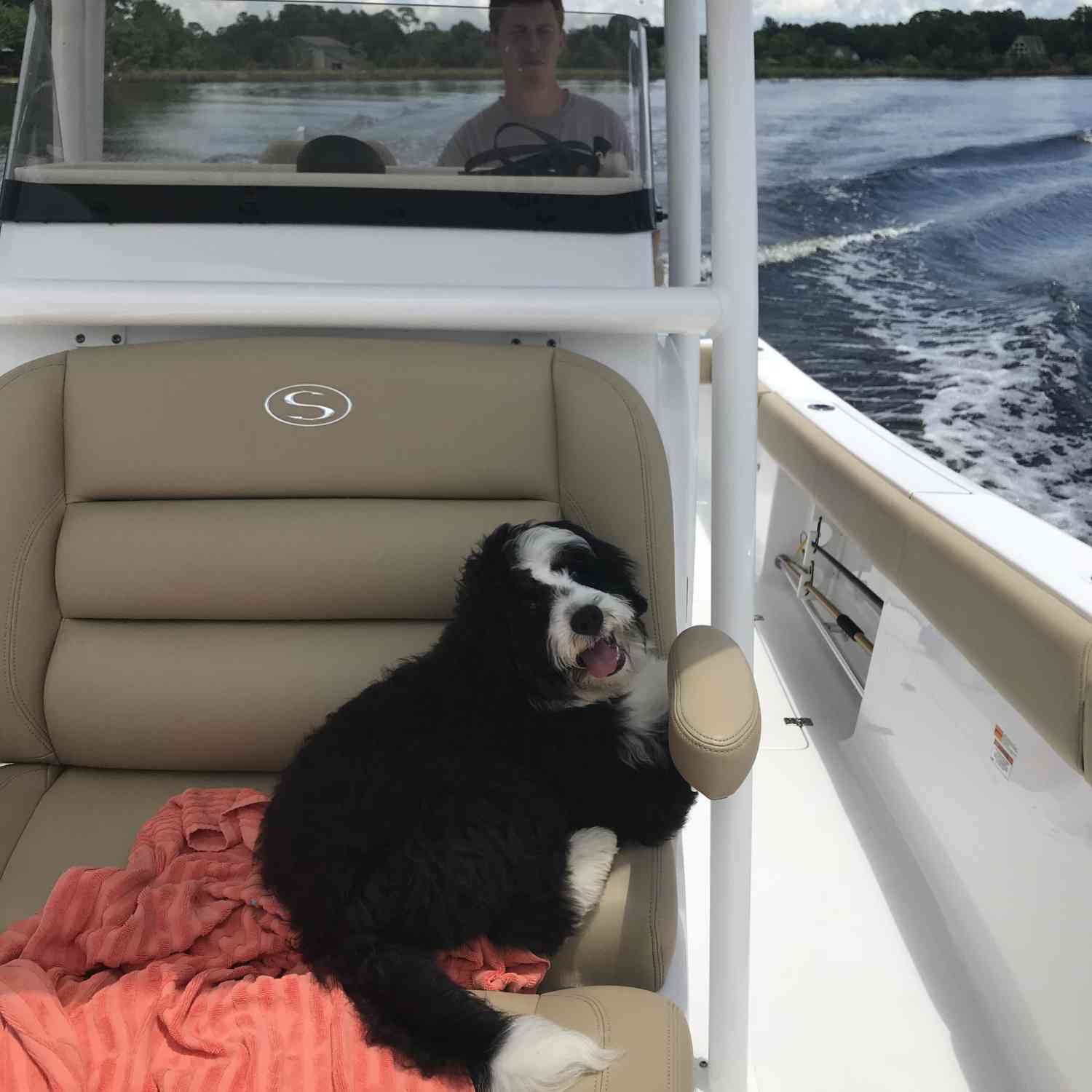 Theo is a boat pup!