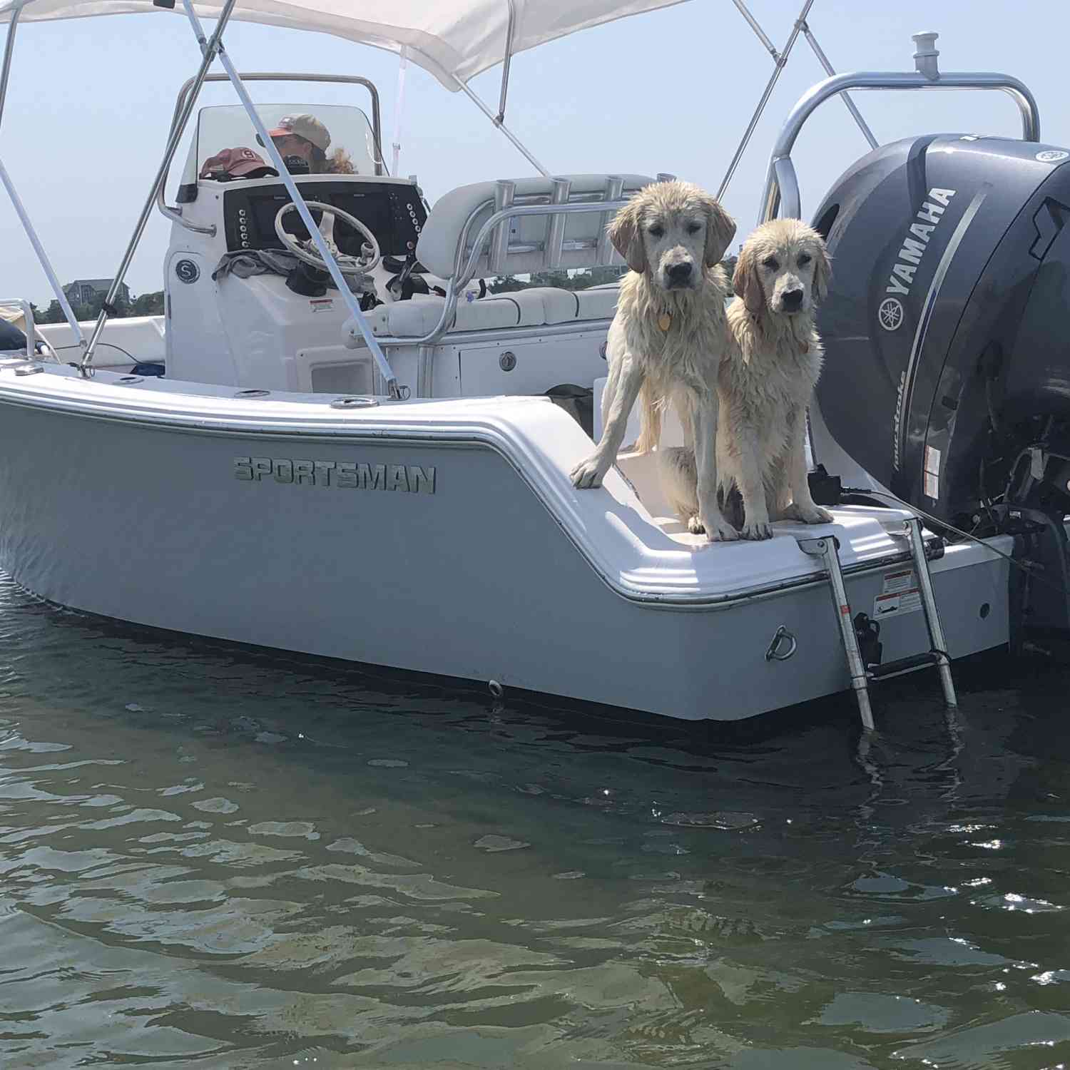 2 golden retriever puppy’s chilling of their new 2018 Sportsman boat