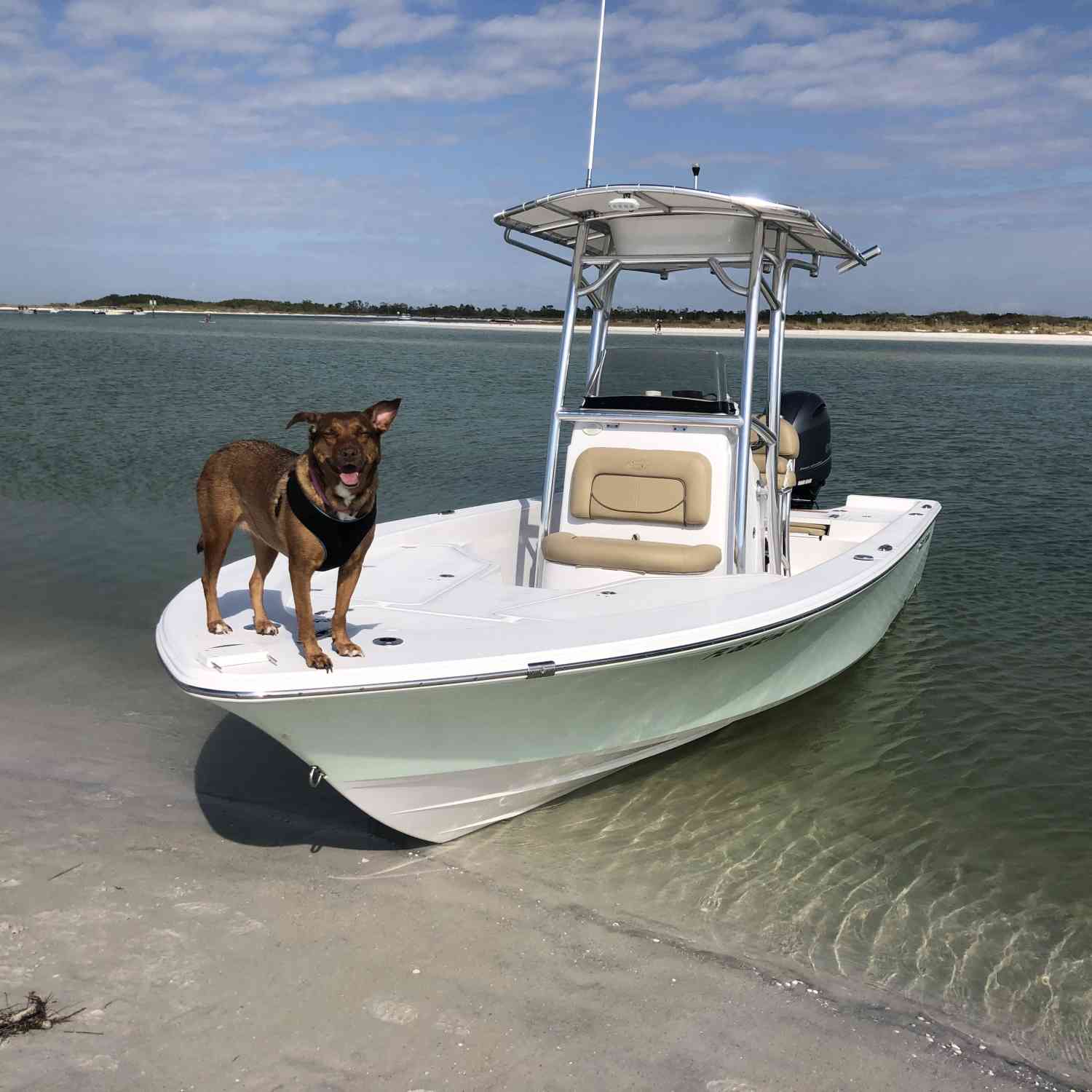 Day at the sandbar with the pup!