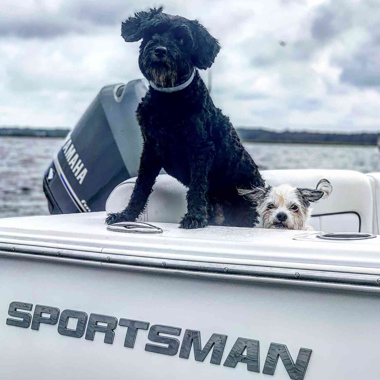 Two mutts just enjoying their Sportsman!