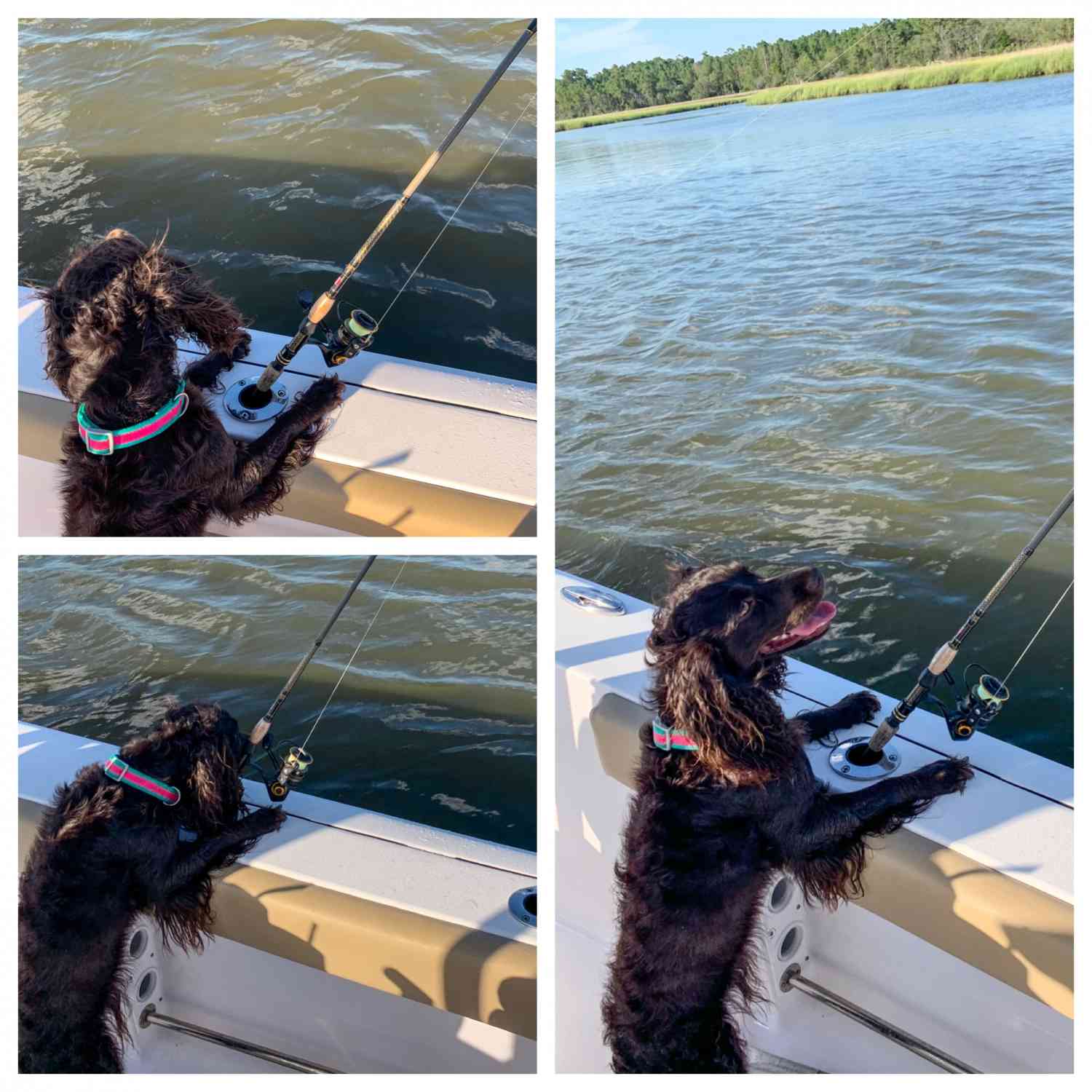 Scarlett (Boykin Spaniel) loves to help watch for bites when we fish; she loves it so much she refuses to...