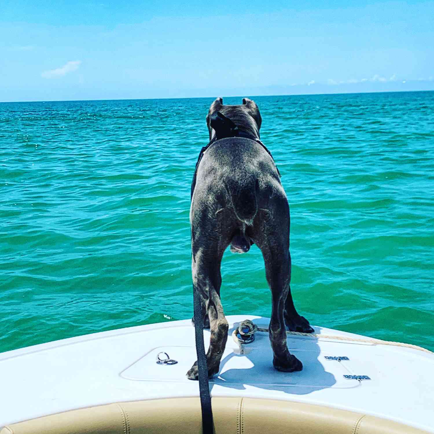 Title: Best Hood Ornament Ever ? - On board their Sportsman Heritage 211 Center Console - Location: Siesta key Florida. Participating in the Photo Contest #SportsmanAugust2020