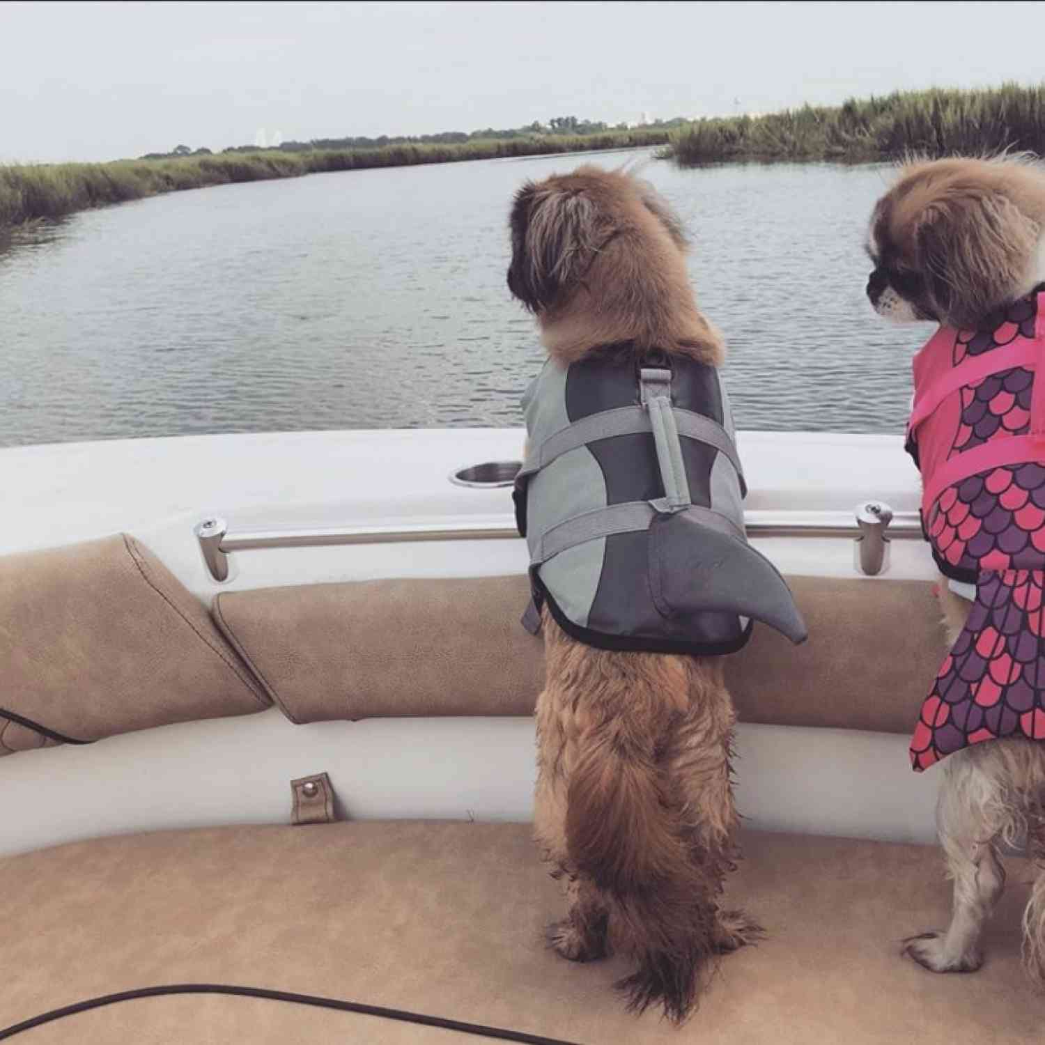 Our fur babies love being on the boat just as much as we do .... but, safety first!