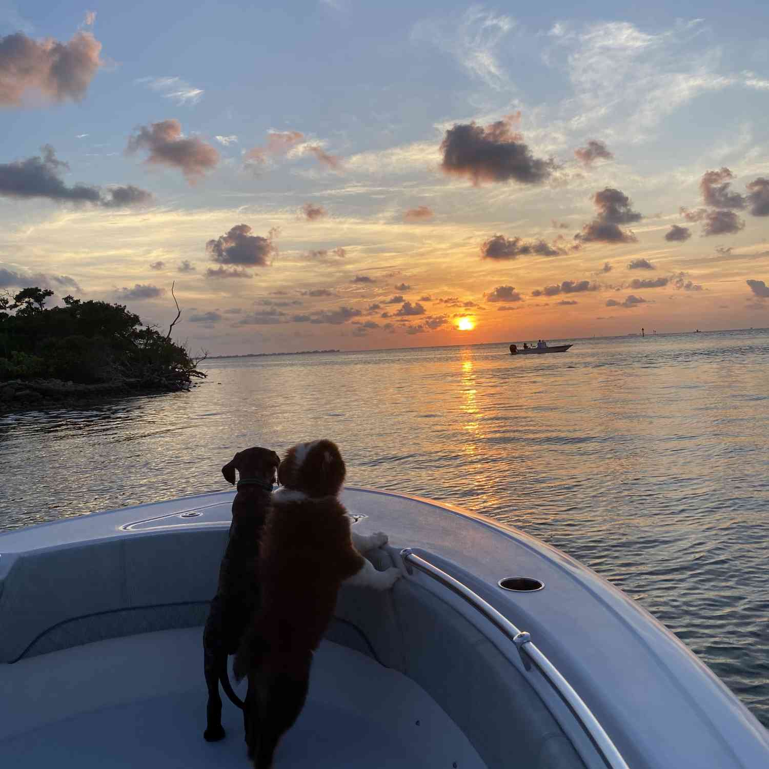 Even my dogs love the boat and ocean ?