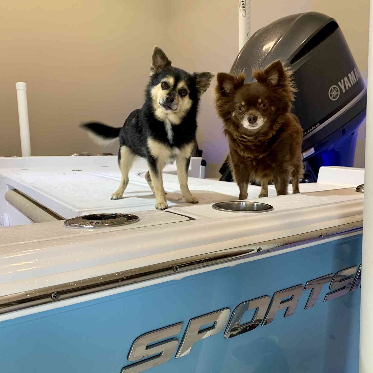 These are our 2 dogs standing in the boat for the very first time (while in garage). They are learning...