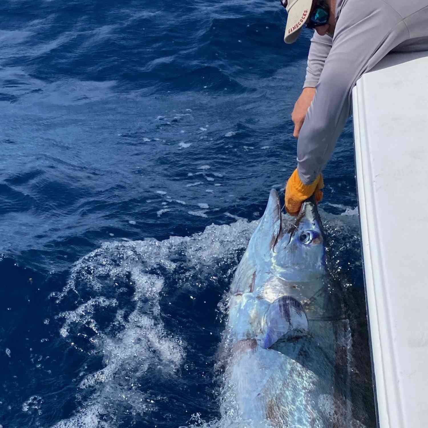50 miles off in my masters 247 and we landed this Blue Marlin. 2nd one in three seasons.