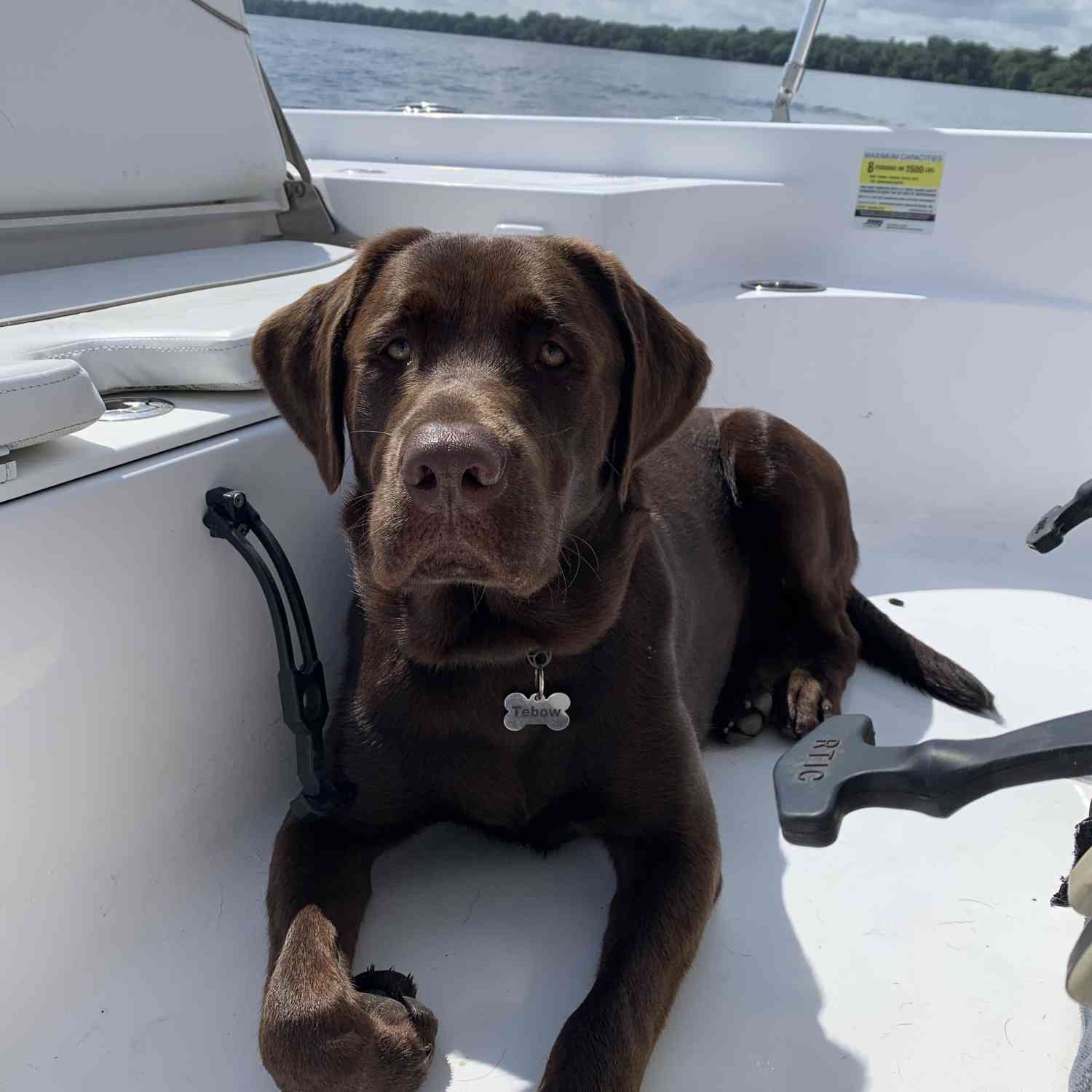 This is our chocolate lab Tebow on our Sportsman Master 227z The bay boat is perfect for our sunbathing dog!