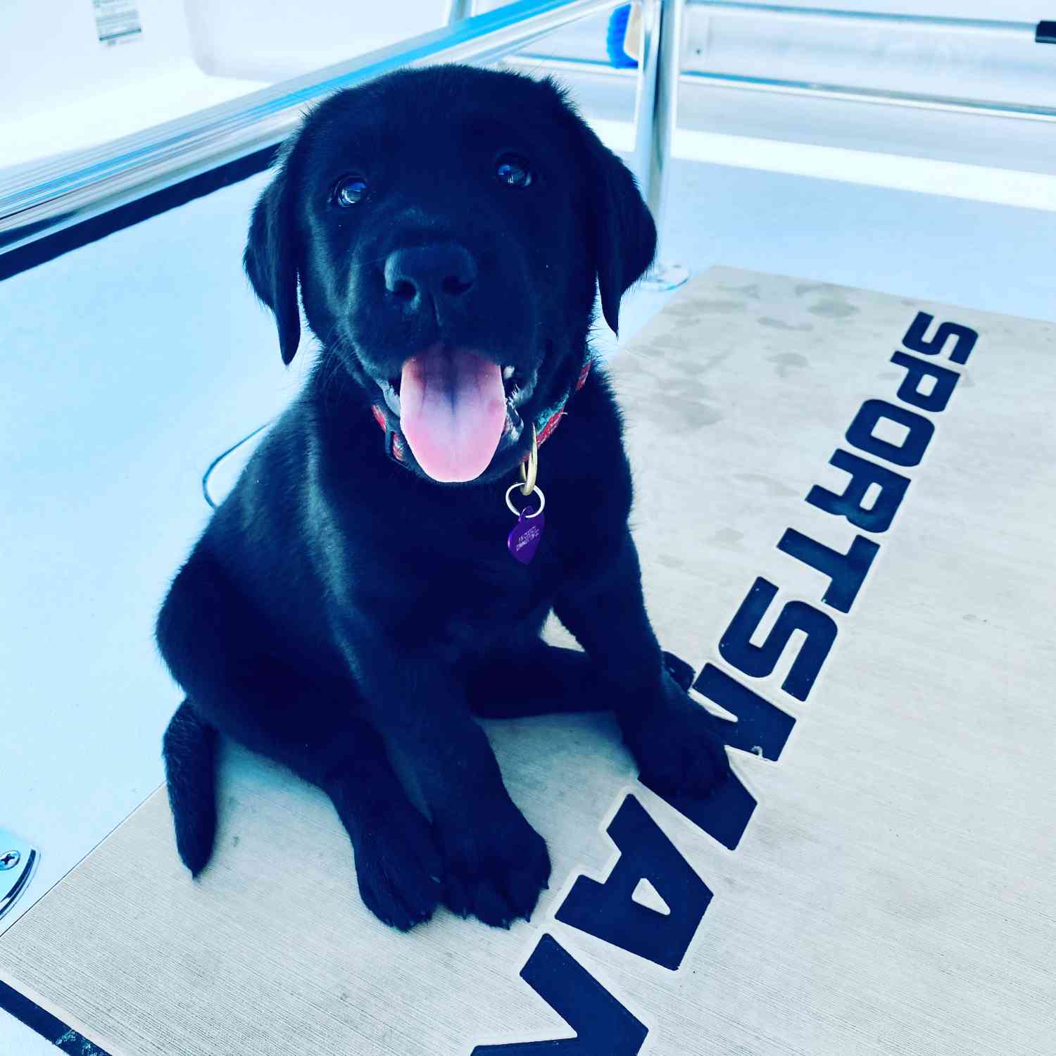 Bay, 8 weeks old, loving every second of her first ride in her Sportsman boat!!
