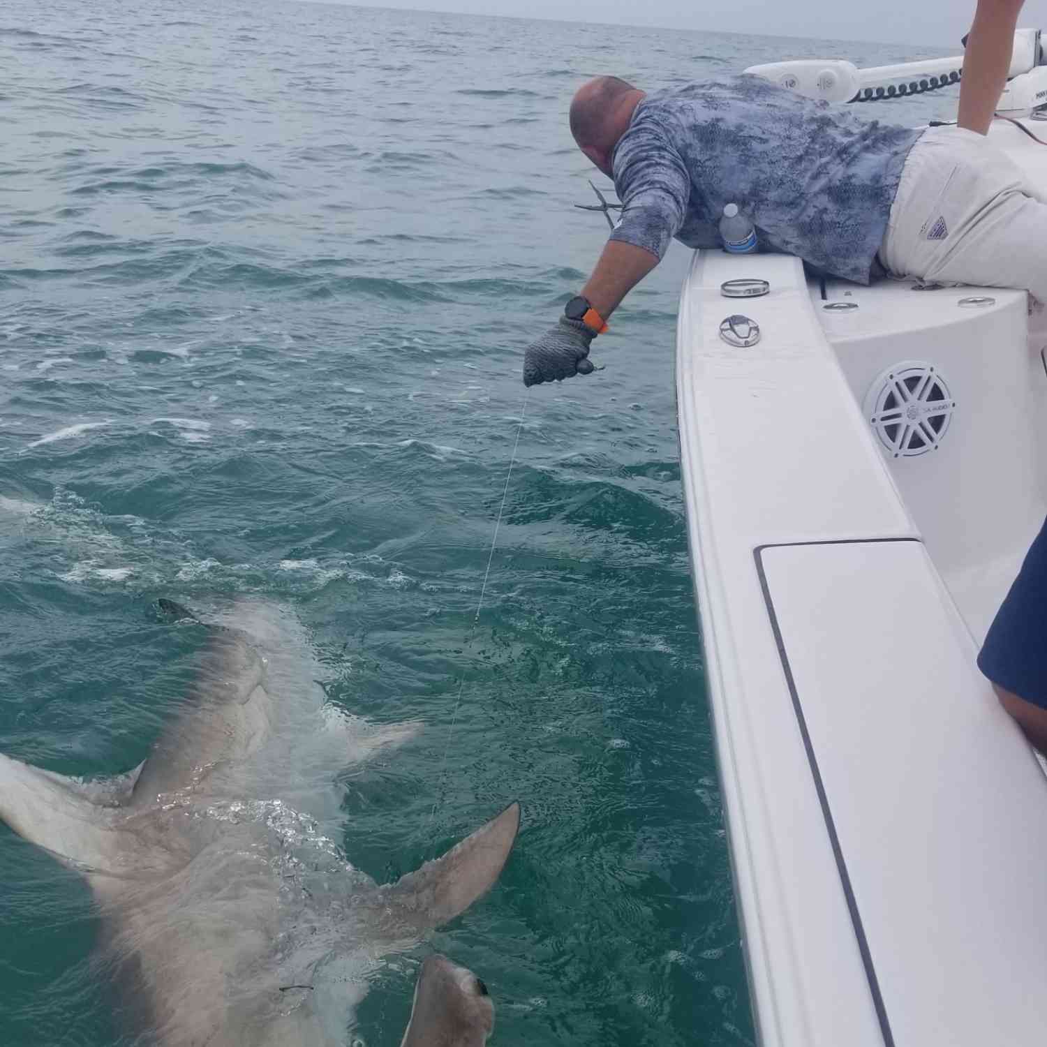 Caught this monster hammerhead off Boca Grande in our Sportsman heritage 241.