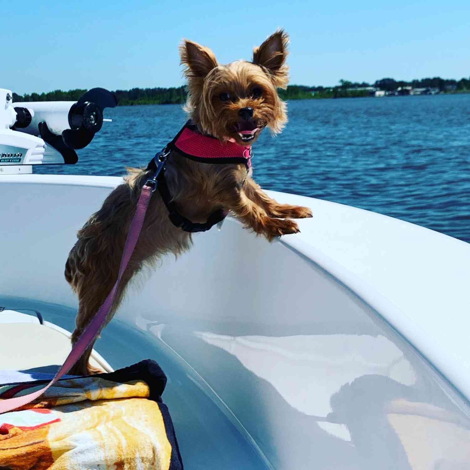 Just another day in the life of a yorkie!  Yorkie Catching Some Rays on the 19 Island Reef!!