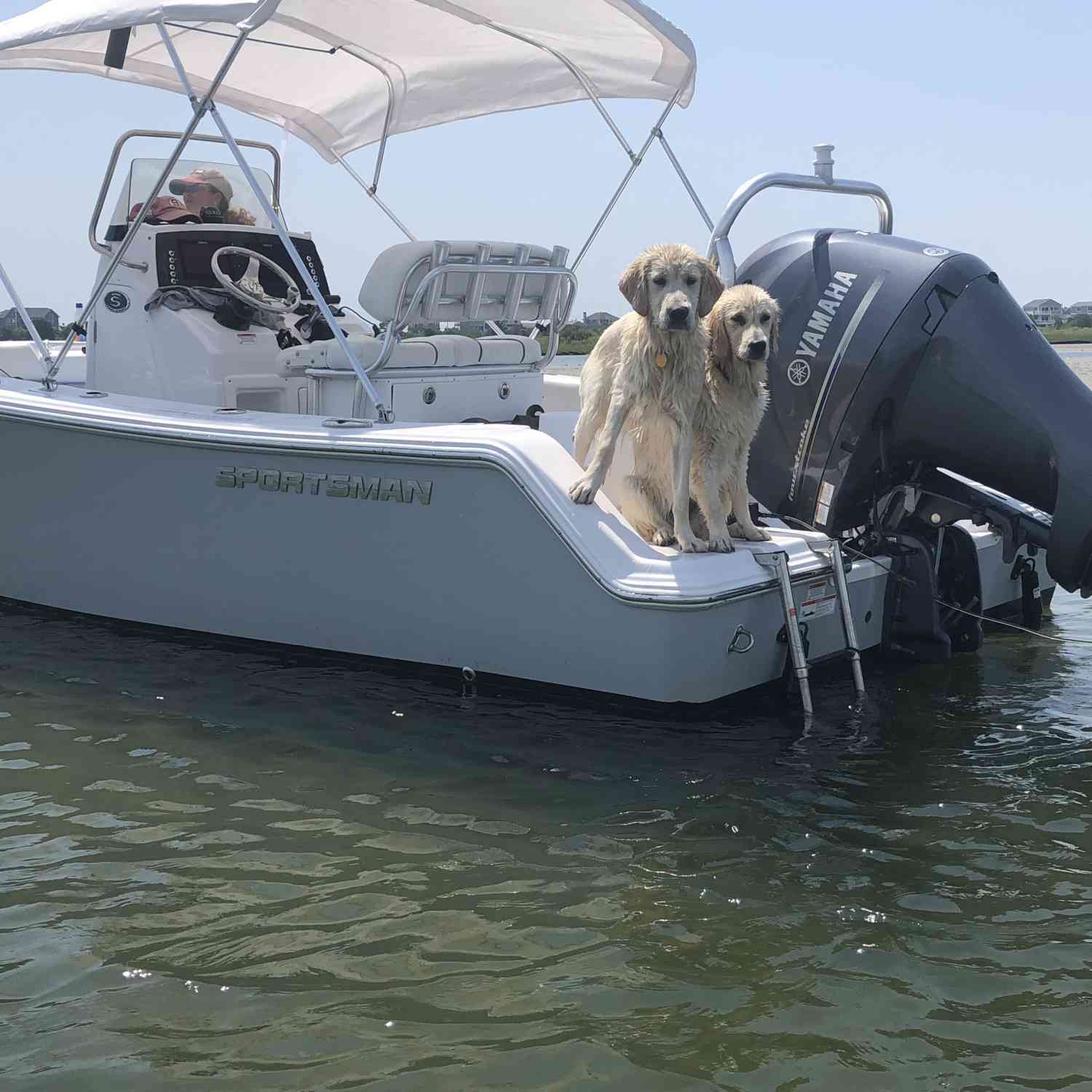 Golden Retrievers enjoying a great time on the water