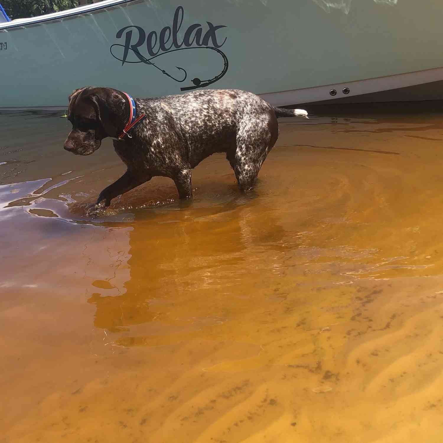 Title: Wrigley loves to Relax on his Sportsman - On board their Sportsman Open 242 Center Console - Location: Ms Gulf Coast. Participating in the Photo Contest #SportsmanMarch2021