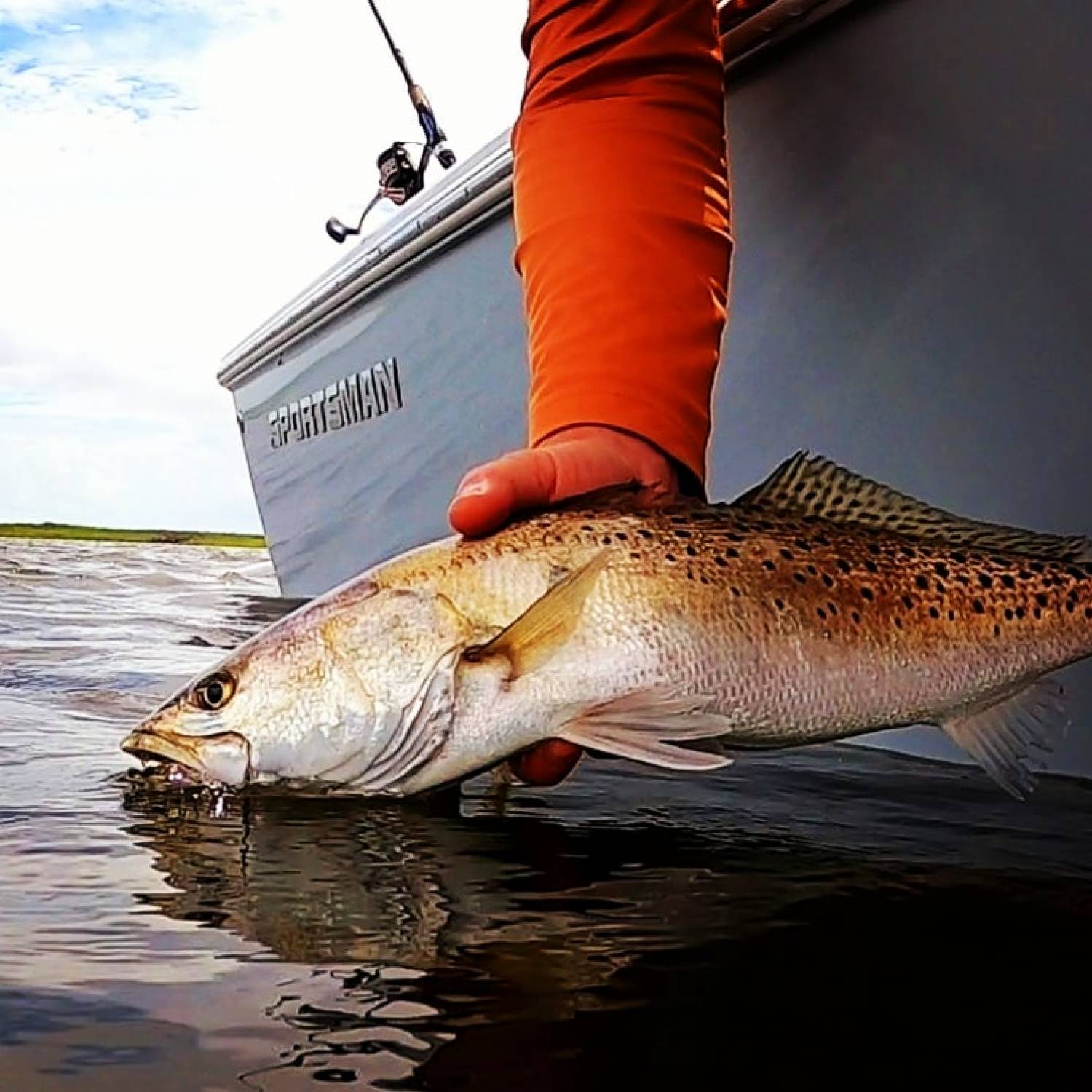 Release of a beautiful Speckled Trout.