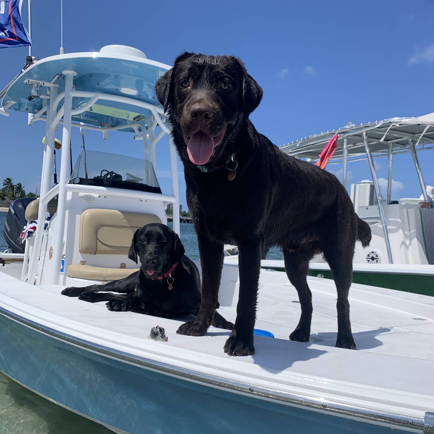 Our two labradors Kimber & Ruger love being on the boat :)