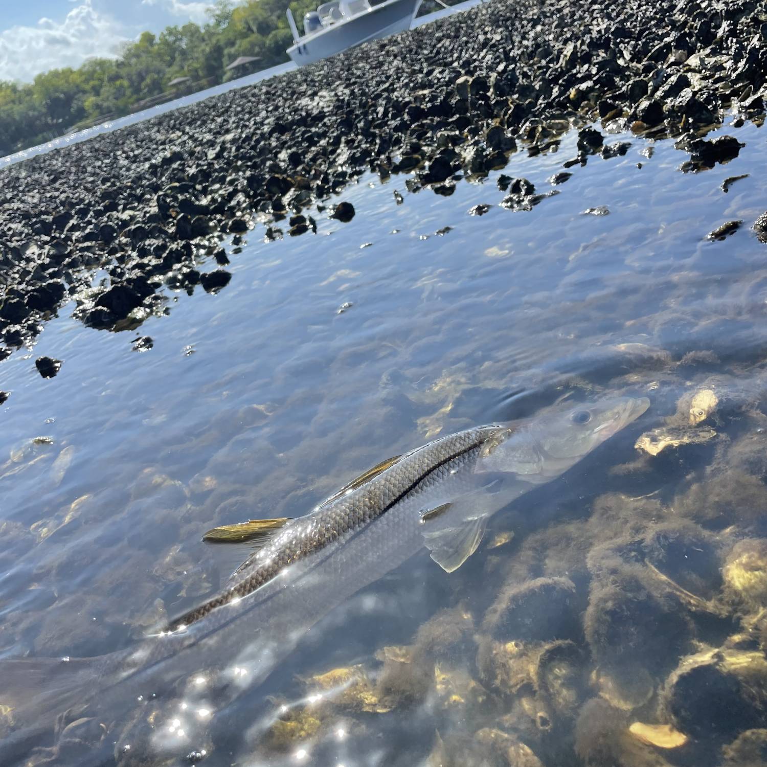 Over many years, a railroad trestle has been building up debris and many oyster beds, causing r...