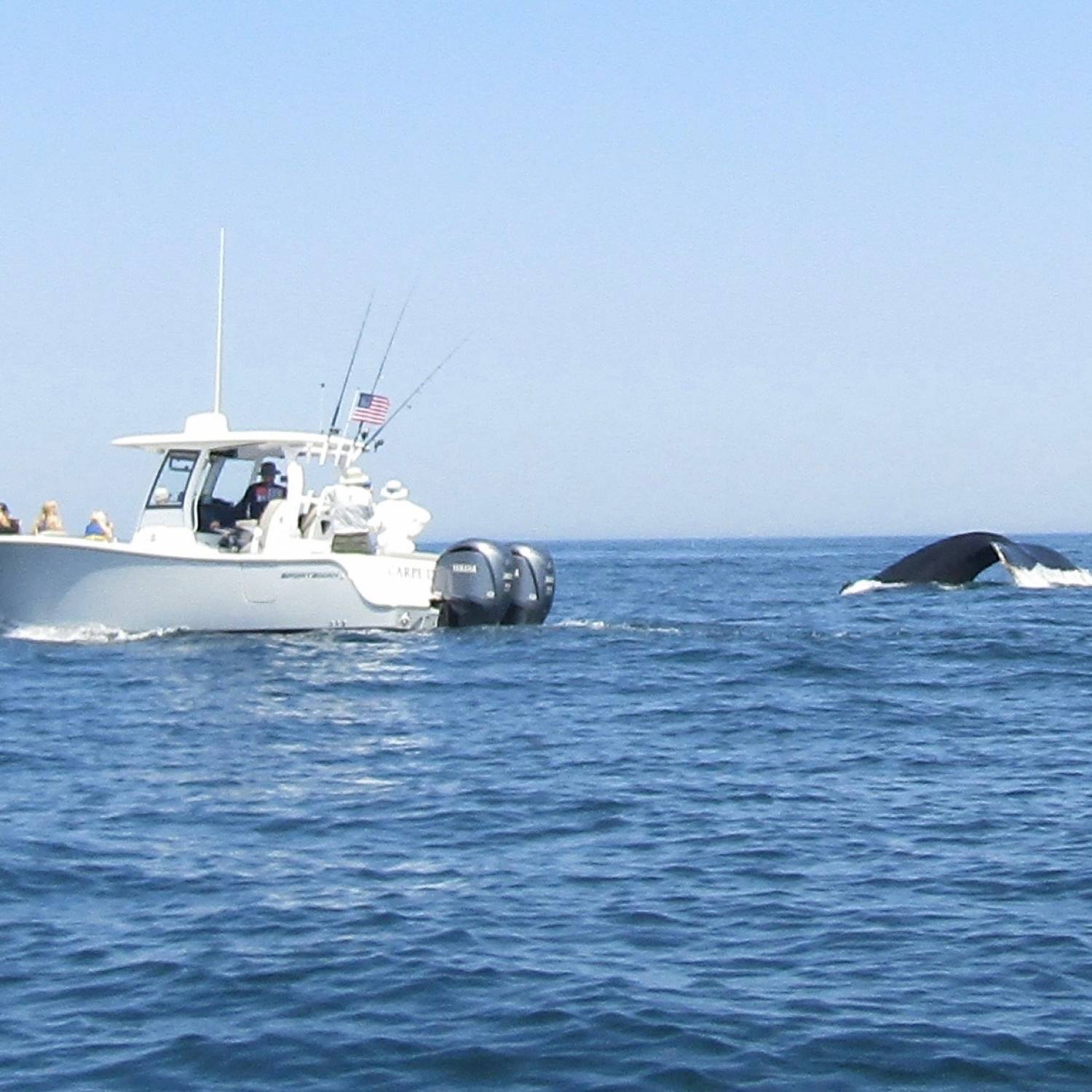 The excitement of a whale surfacing next to you when you are out fishing with the family!