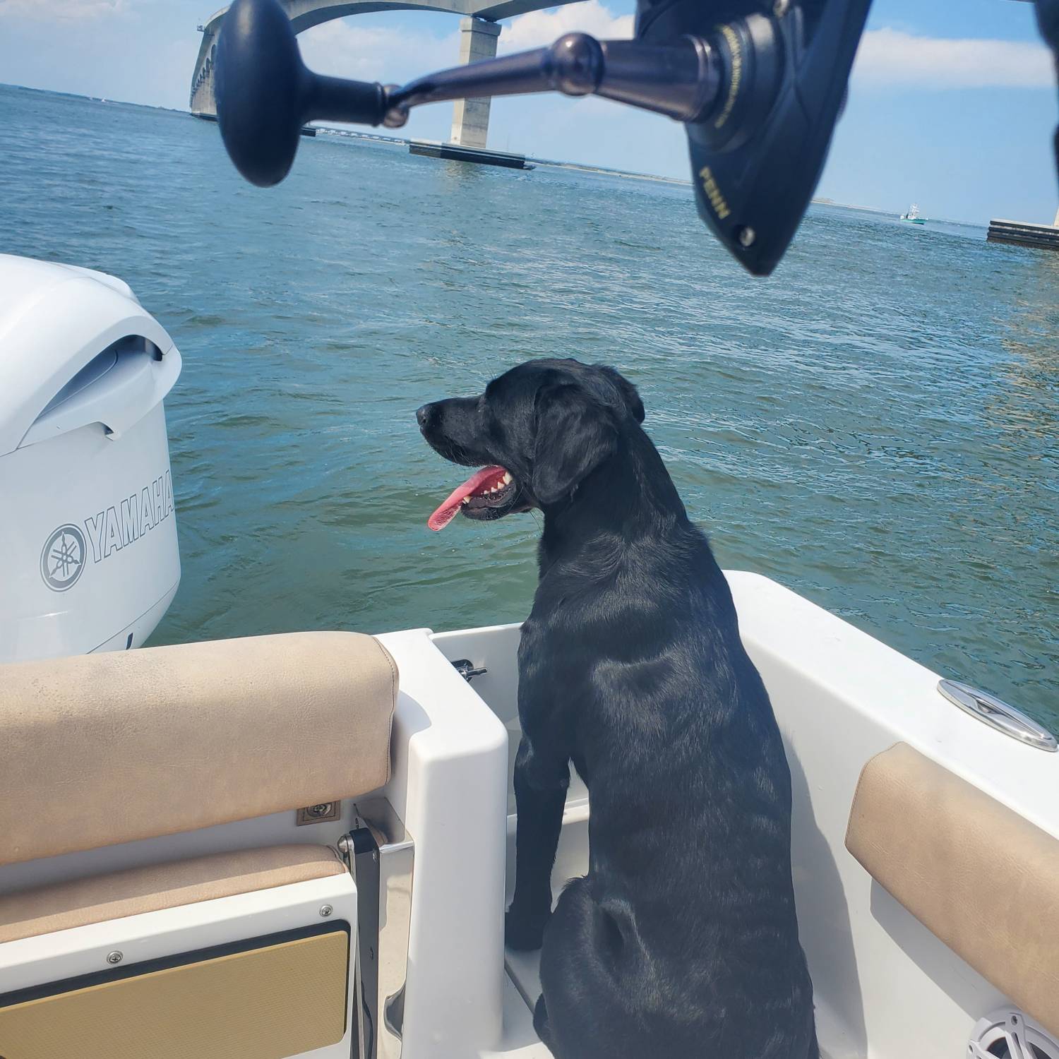Title: Rowdy keeping an eye out for the fish 🐟 - On board their Sportsman Open 232 Center Console - Location: Oregon Inlet, NC. Participating in the Photo Contest #SportsmanOctober