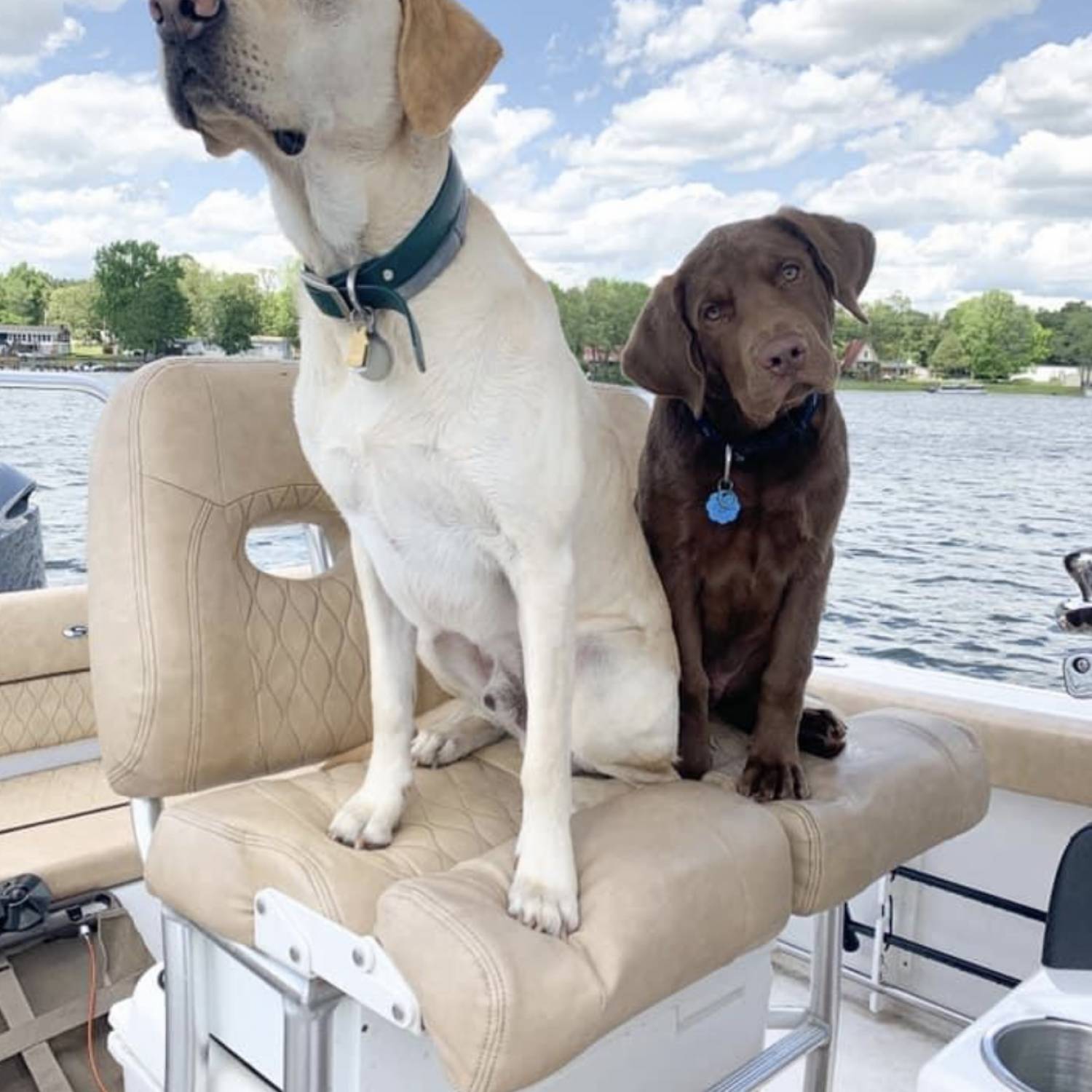 Our two labs enjoying a great view while relaxing on the water. Their favorite place to be- in charge and...