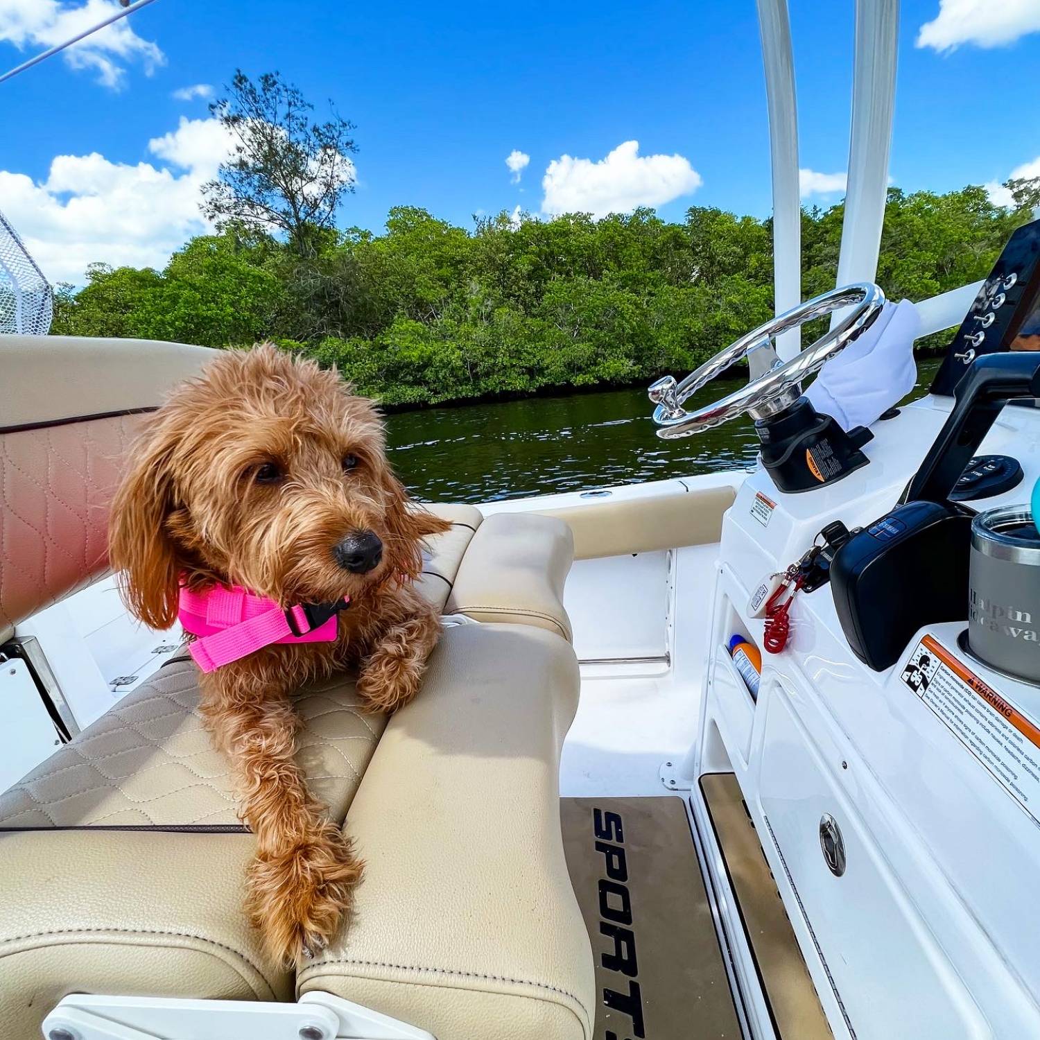 Our mini labradoodle Bella taking over as captain!