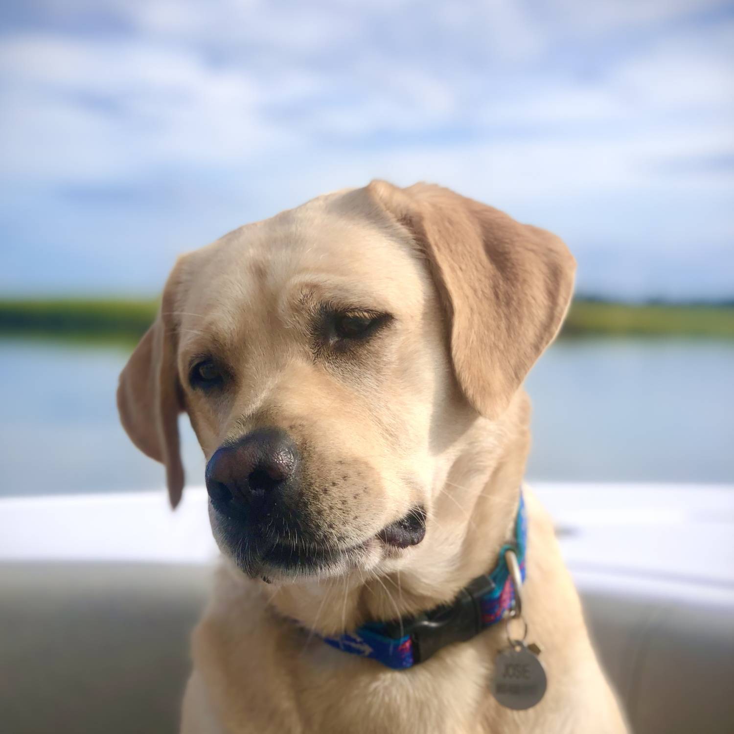 Josie is our neighbors dog and she was very reluctant to come boating with us. She finally sett...