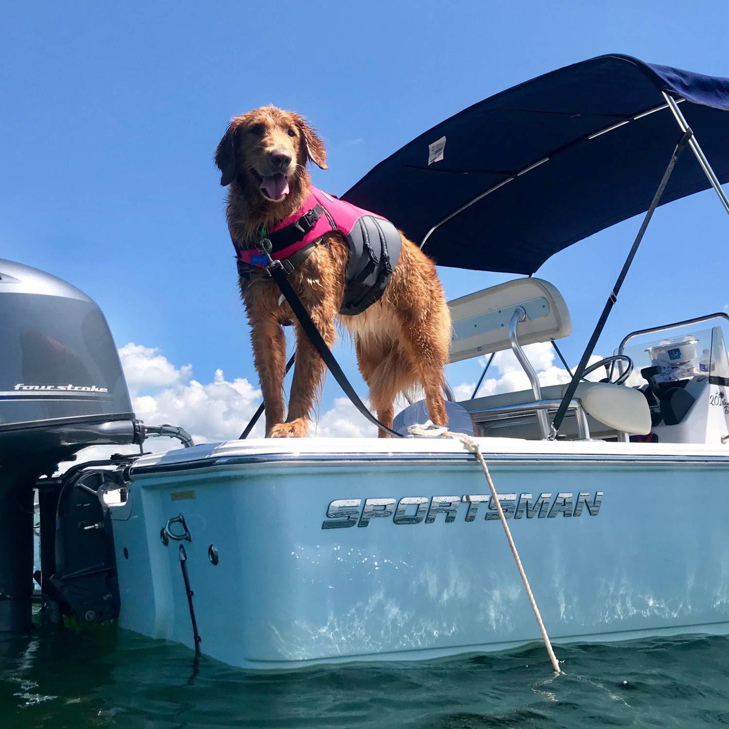 This is my 12 year old Golden Enjoying the boat. She has cancer and we cherish every moment with her...