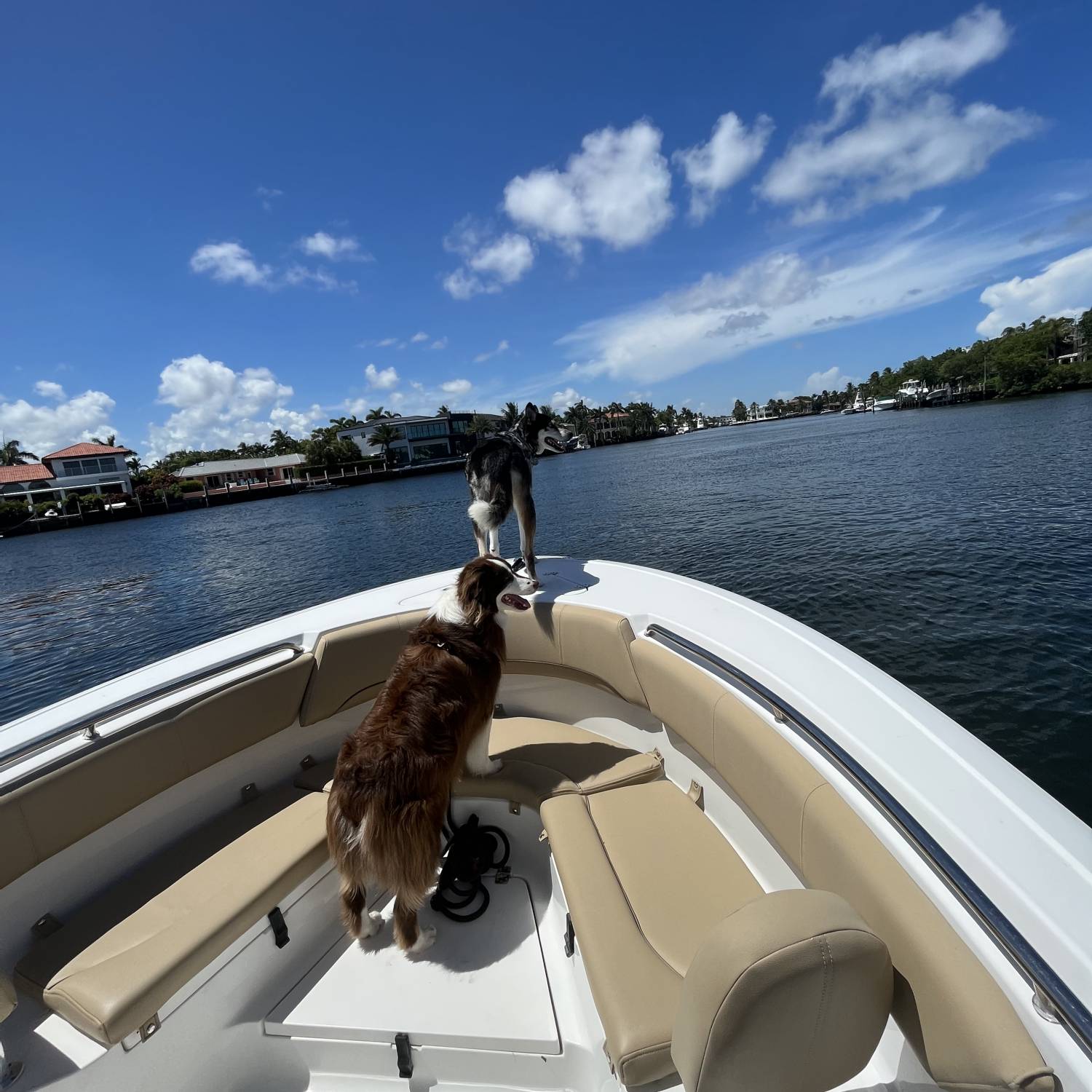 Atlas and Wylie enjoying some bow time on our 231 heritage!