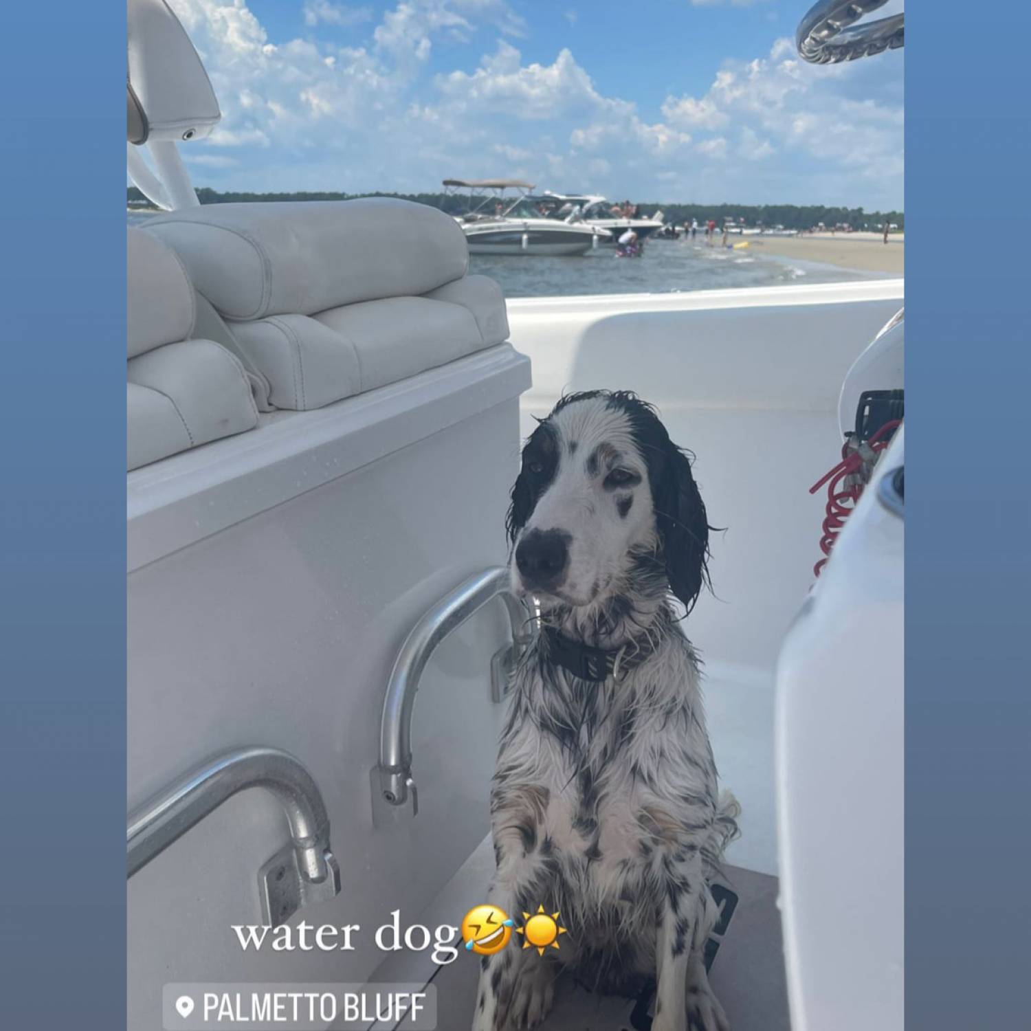 My favorite dog on my favorite boat.