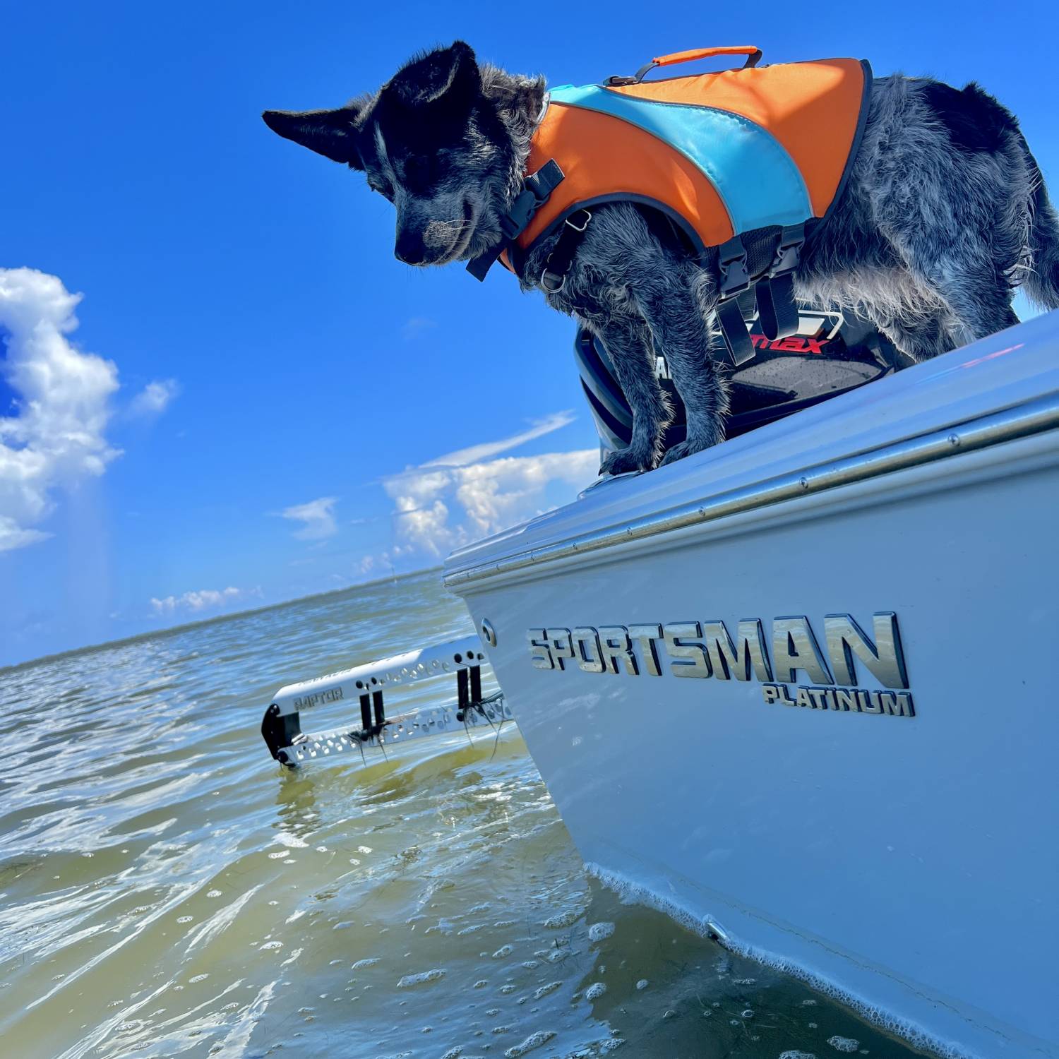 Our pup is always on fishing duty, searching for bait fish and ready for all water activities w...