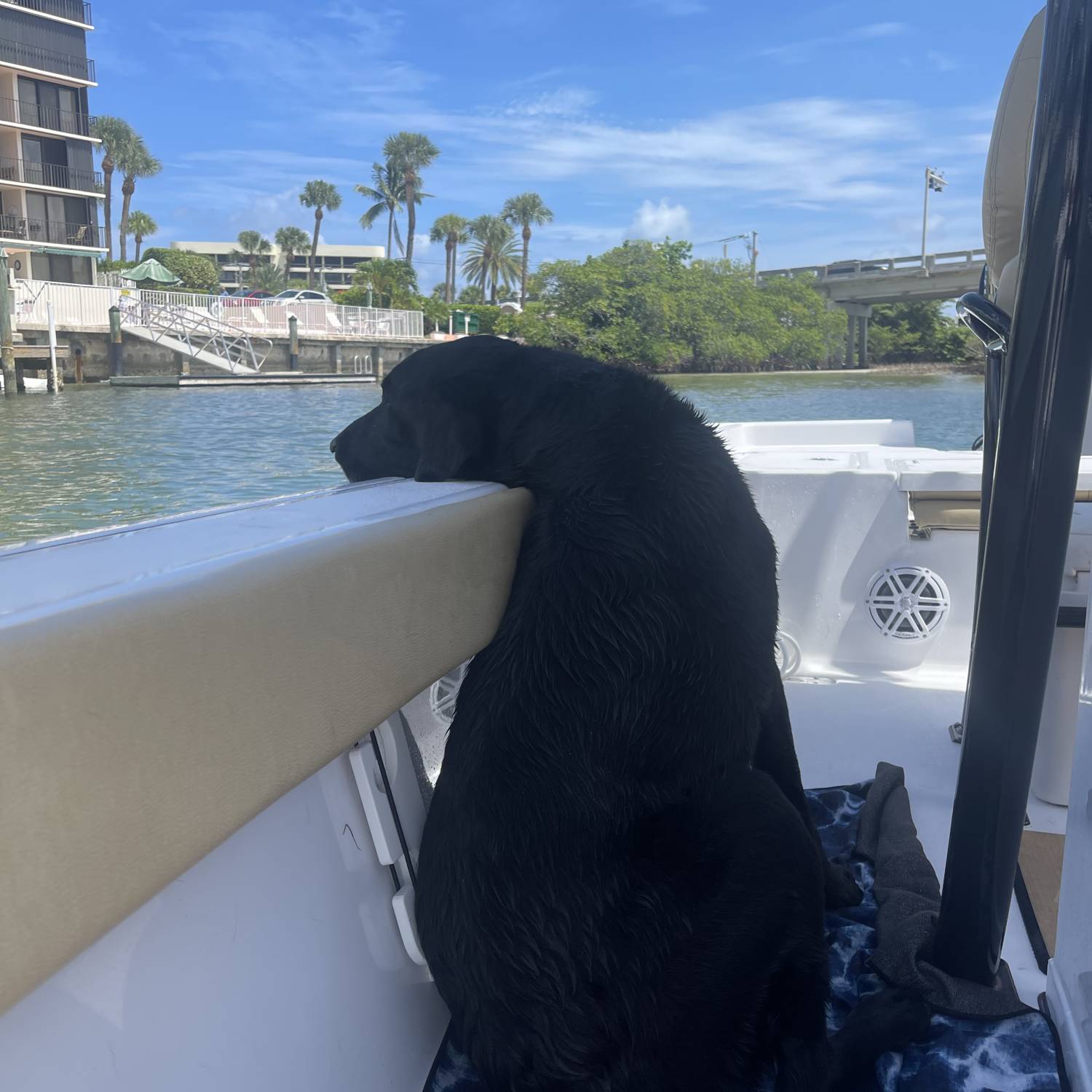 Our black lab loves the boat and swimming more than anything in the world. Here he is complaining that he...