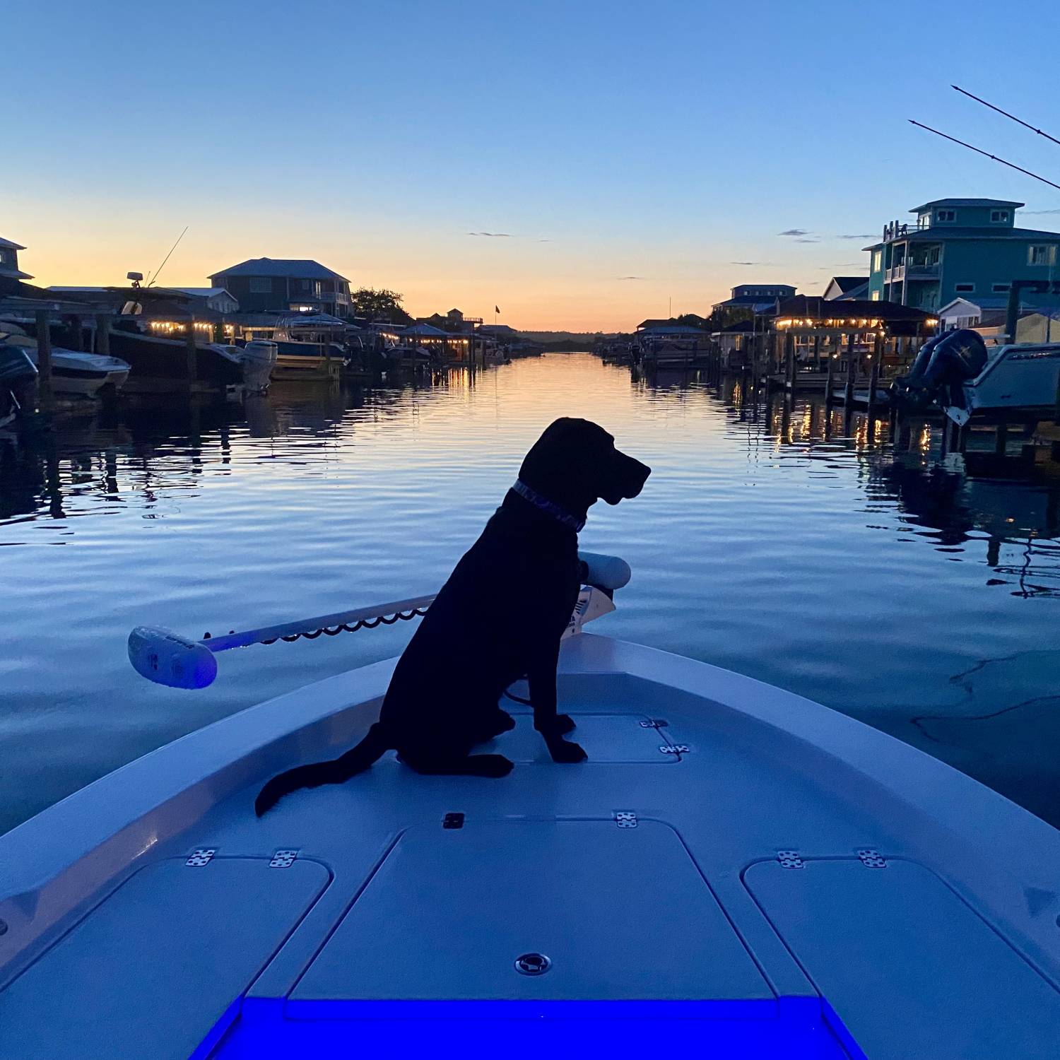 Our black lab, Beau, enjoying a night ride on the canals of Surf City.