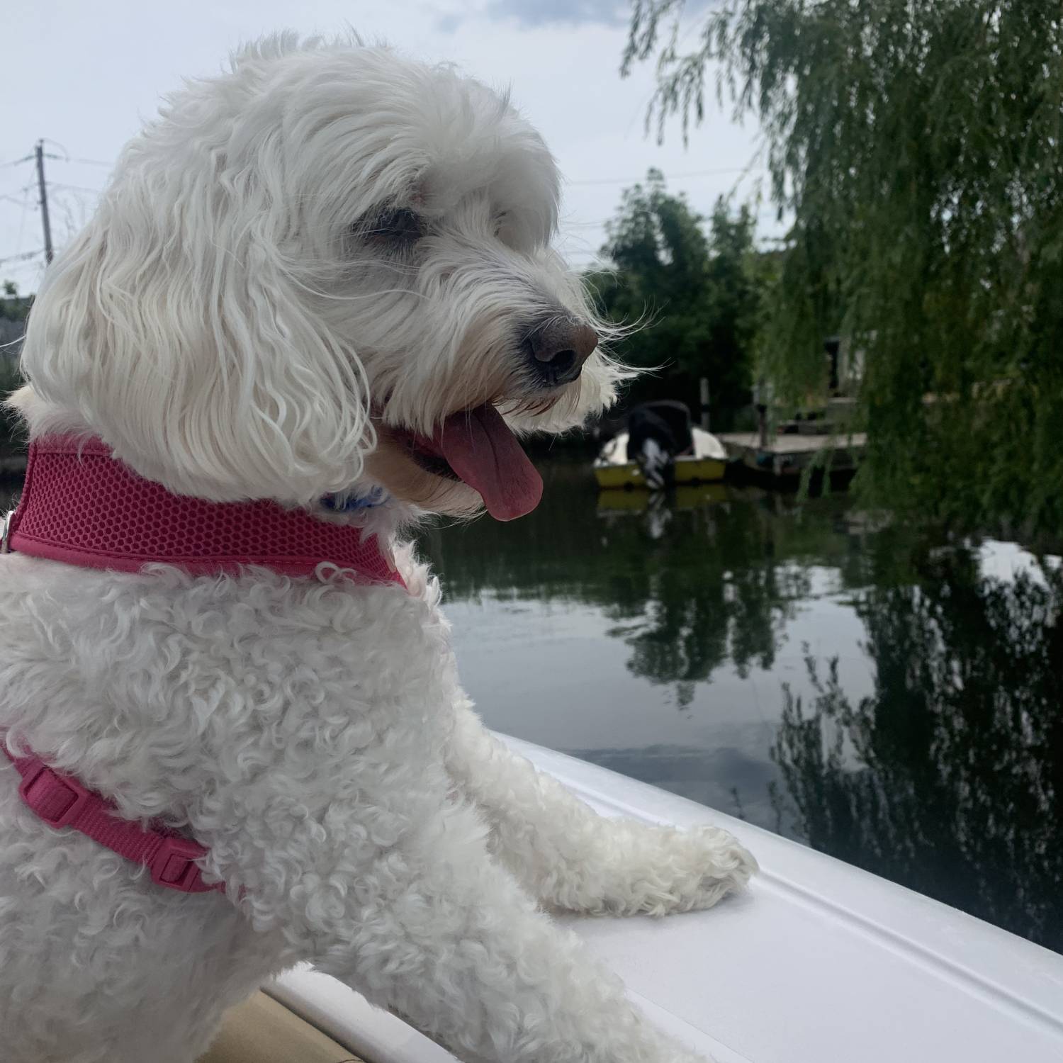 Title: Bella looking over the gunwale ! - On board their Sportsman Open 232 Center Console - Location: Greene’s Creek Sayville NY. Participating in the Photo Contest #SportsmanSeptember