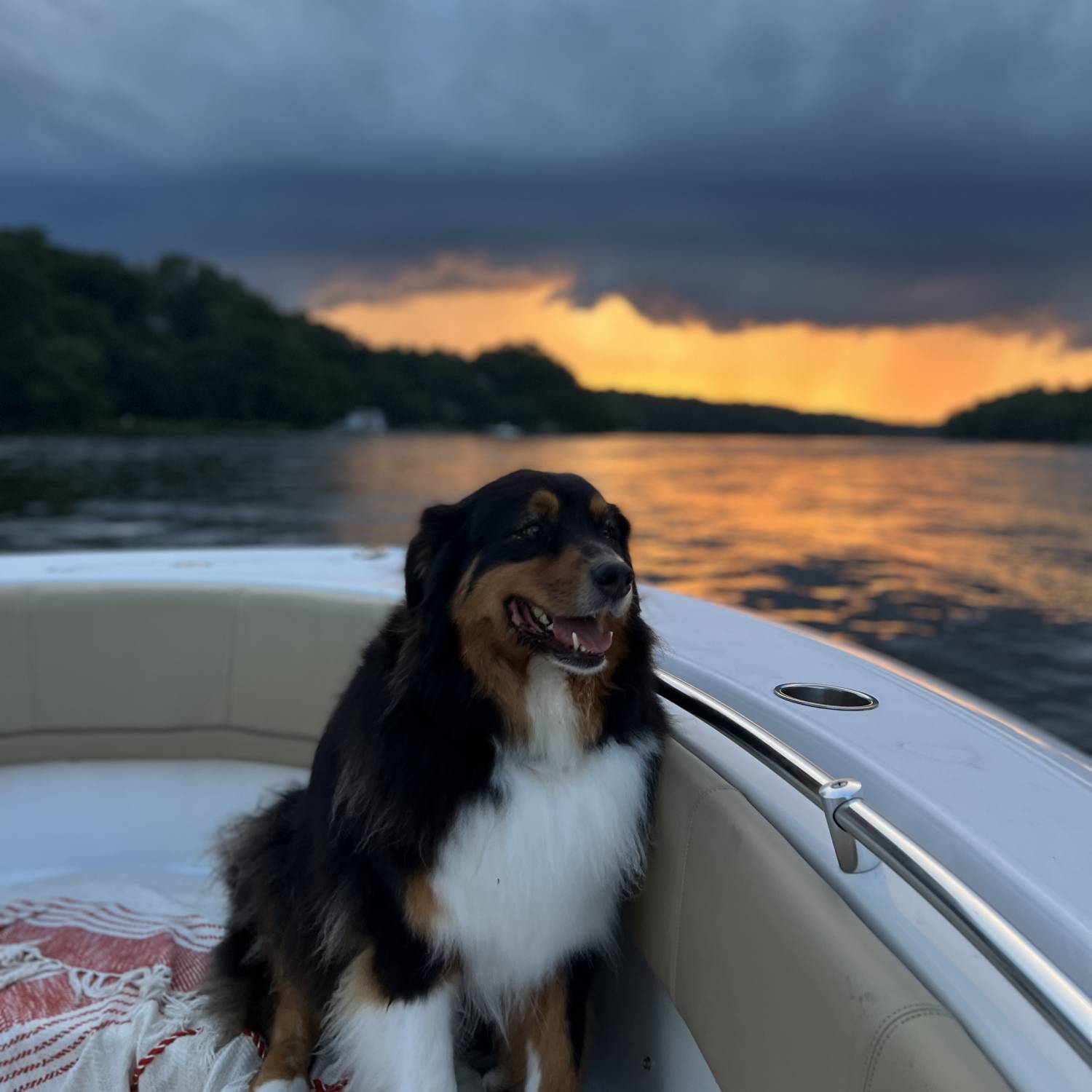Zeus catching the sunset on a beautiful summer evening in Annapolis!