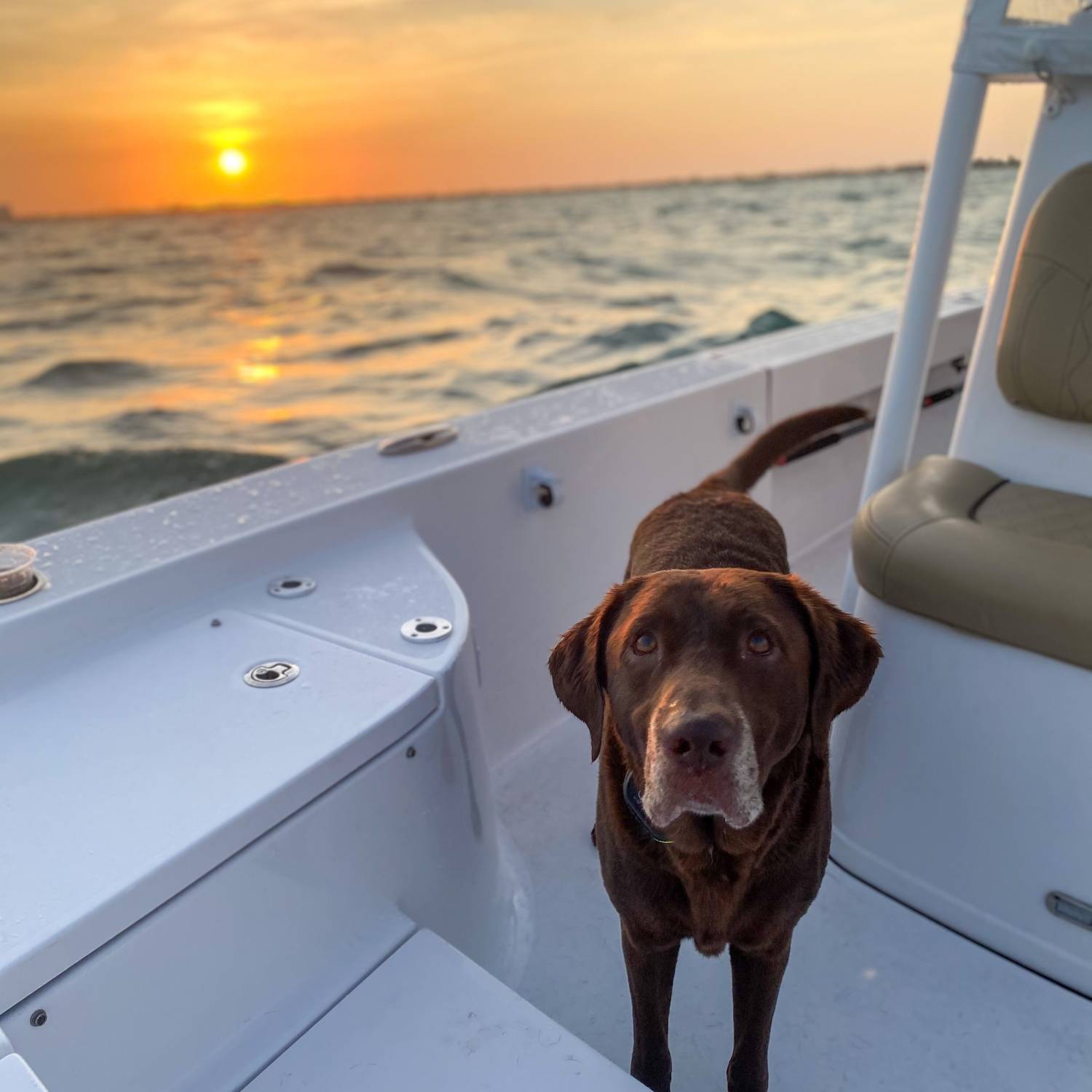 Title: Pawsome sunset - On board their Sportsman Masters 247 Bay Boat - Location: Marathon, Florida. Participating in the Photo Contest #SportsmanSeptember