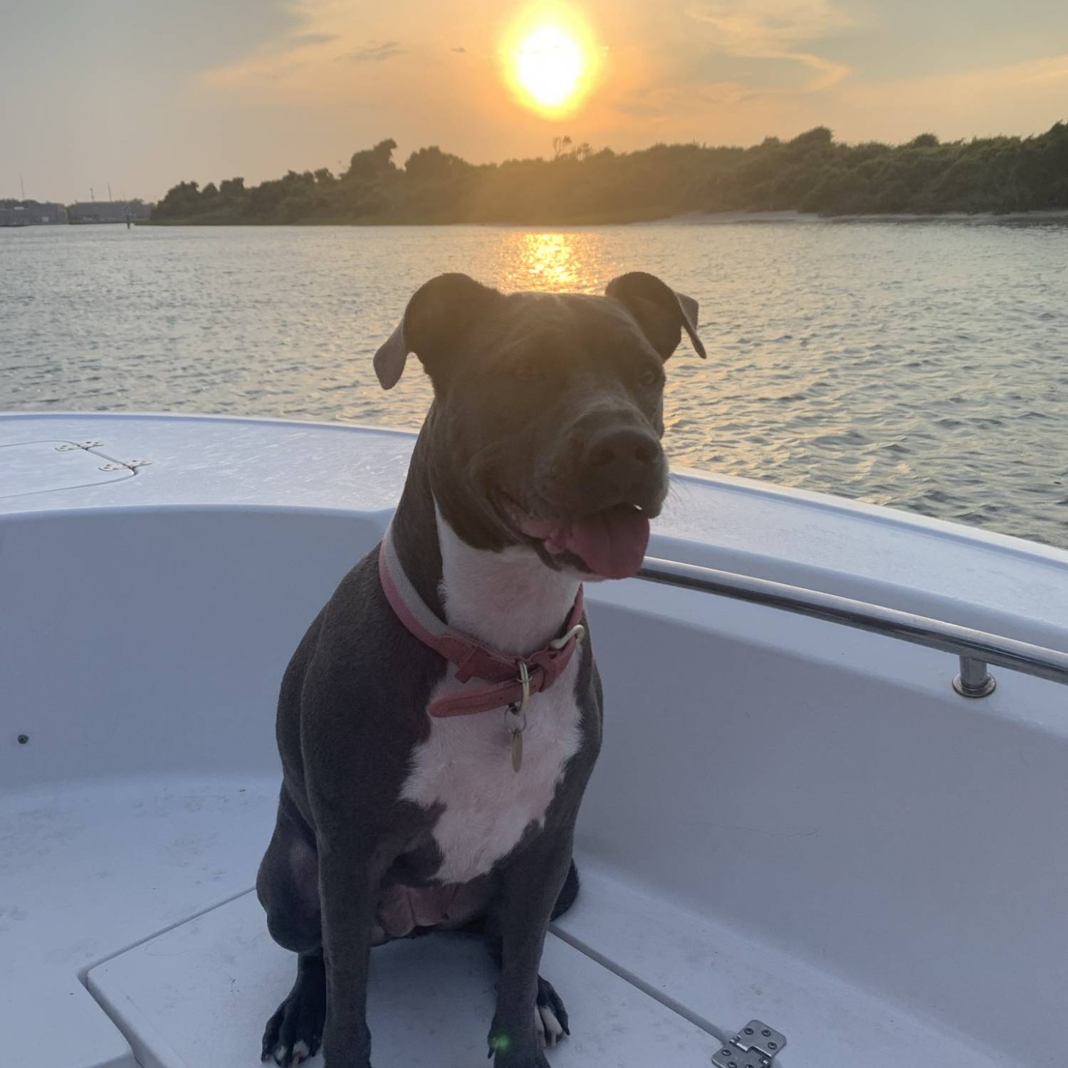 Dog on boat