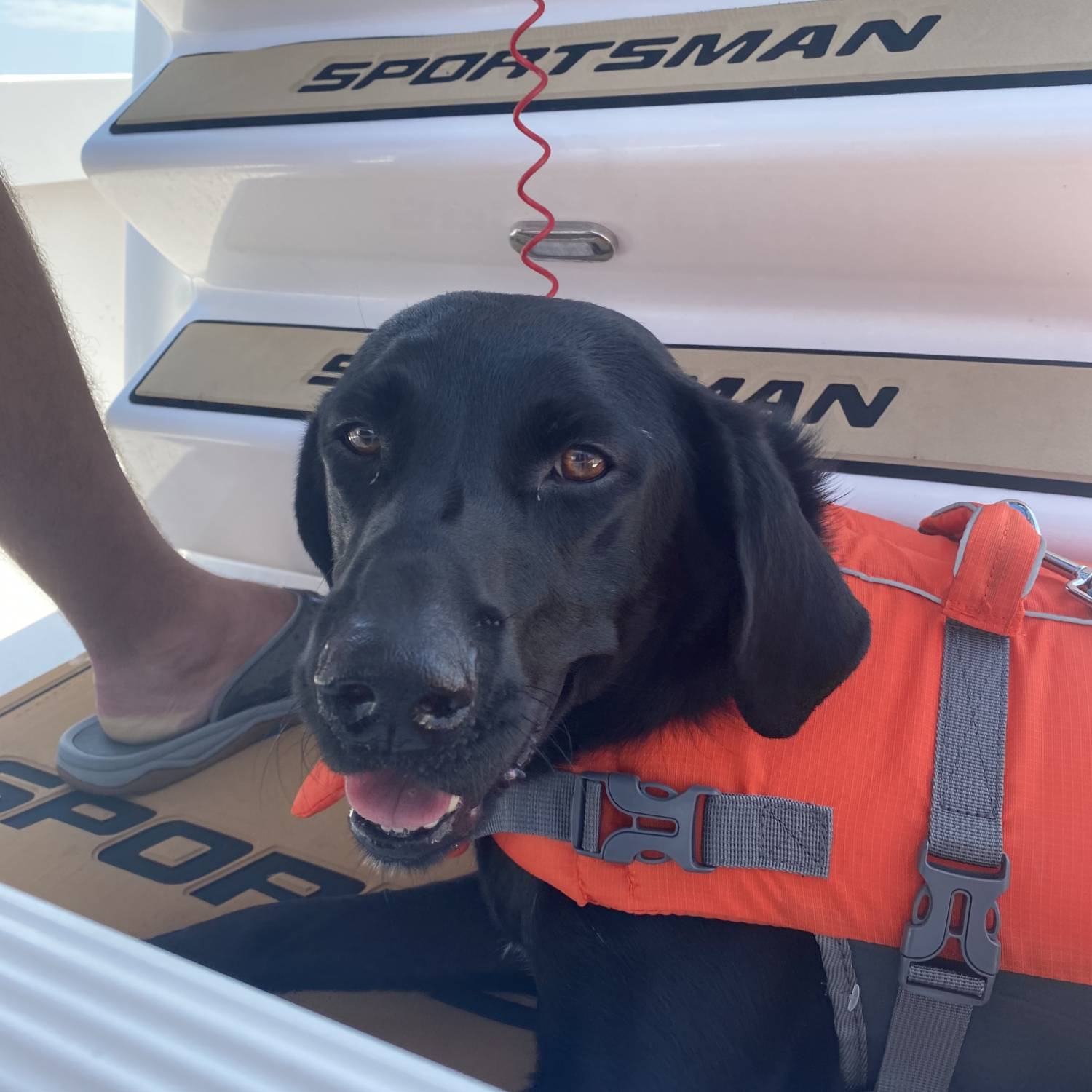Our lab, Luna, Enjoying a boat day in the sunshine