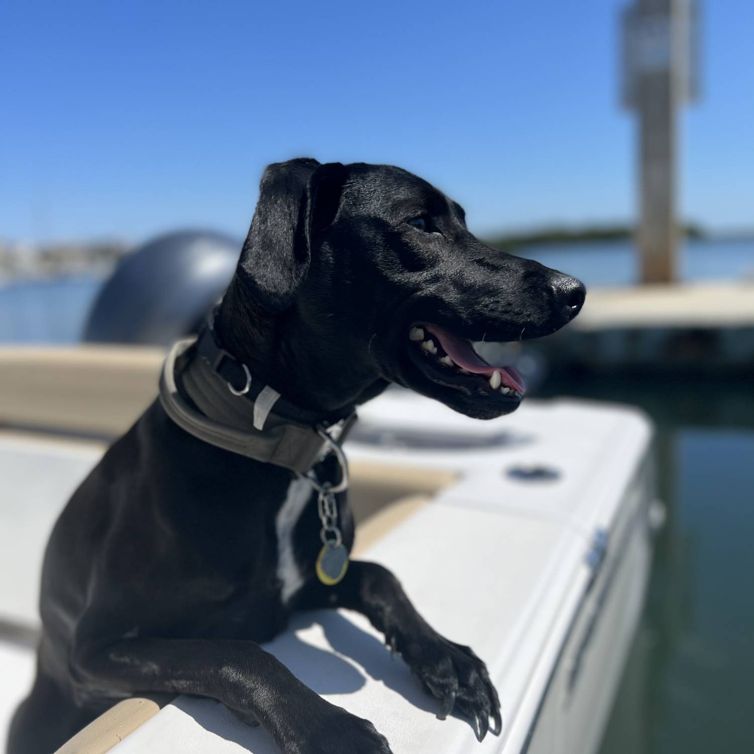Couldn’t be happier to cruise on the boat with the wind in his ears