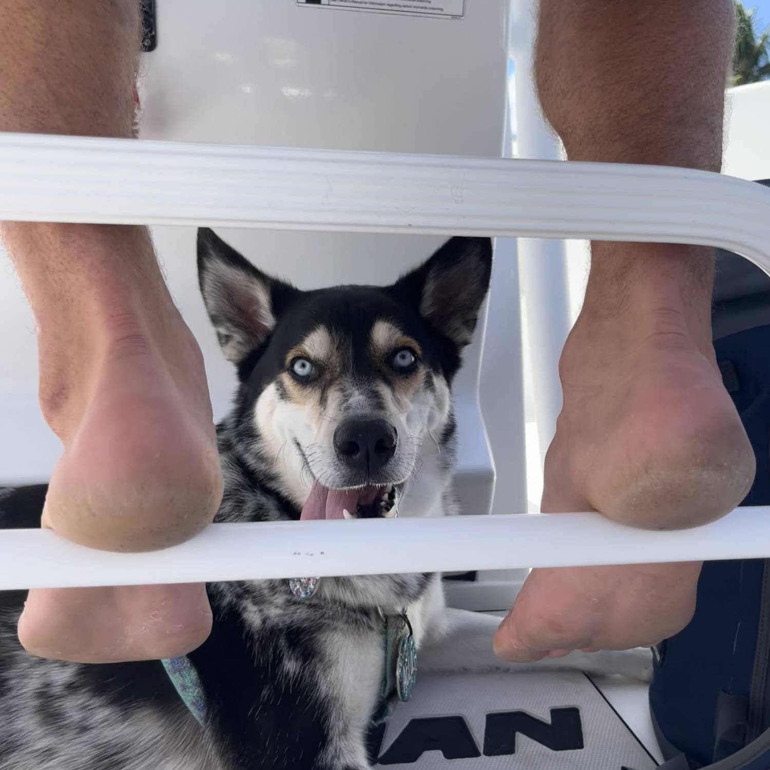 Title: Atlas the husky loves boating - On board their Sportsman Heritage 231 Center Console - Location: Boca Raton. Participating in the Photo Contest #SportsmanSeptember